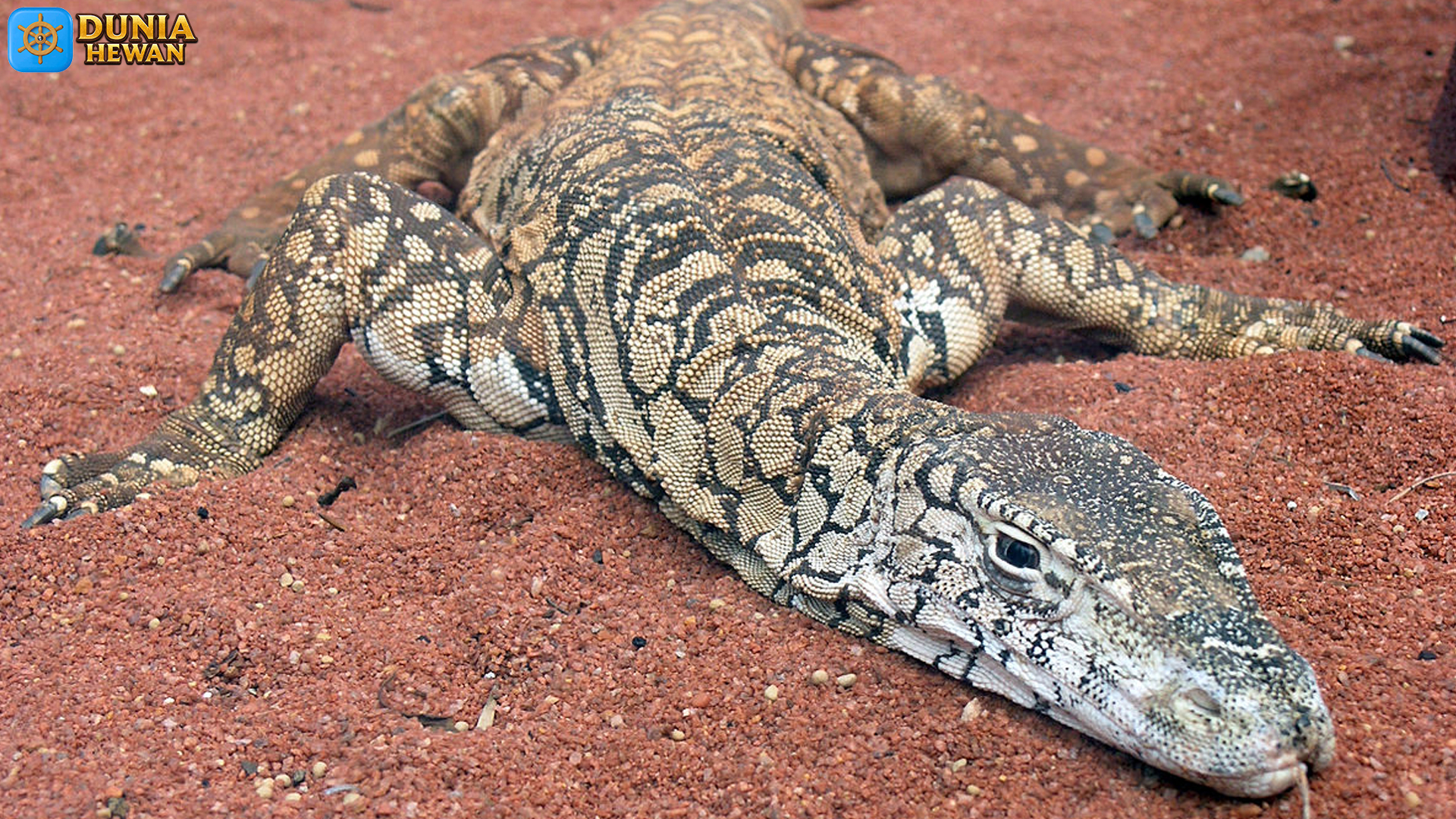 Biawak Perentie: Sosok Raksasa yang Menaklukkan Padang Pasir