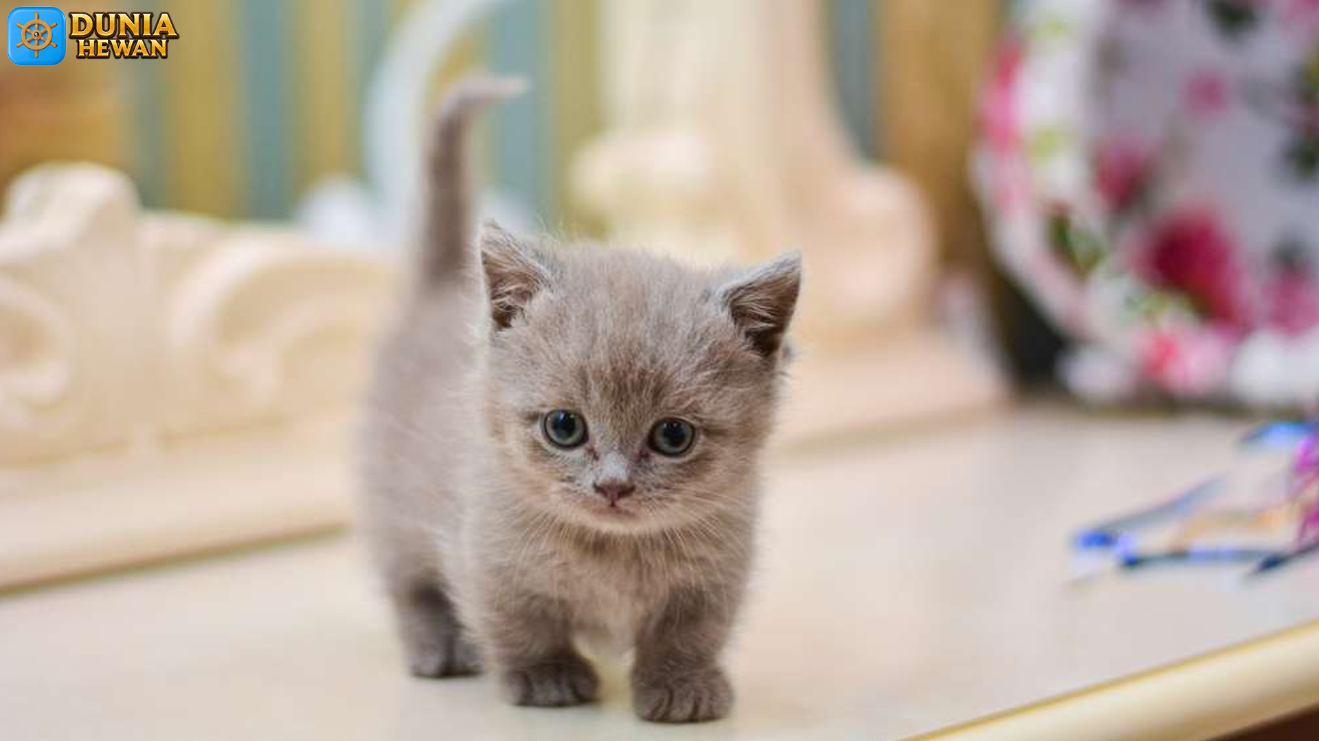 Kucing Munchkin: Kisah di Balik Kaki Pendek yang Menggemaskan