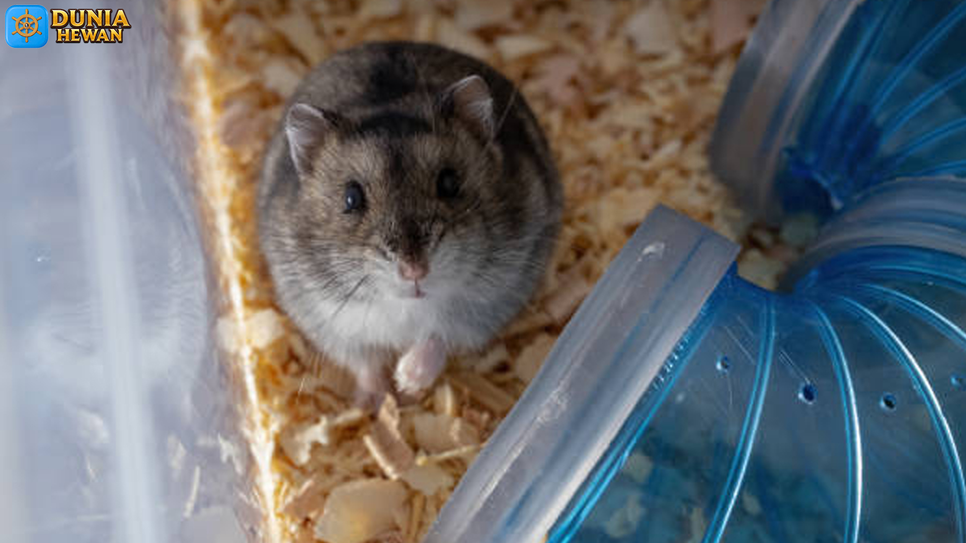 Mengenal Dunia Mini Hamster Kerdil yang Menggemaskan