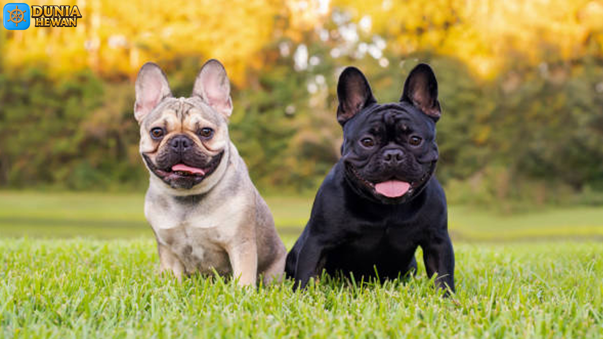 Mengenal Bulldog Prancis: Anjing Kecil dengan Kepribadian Besar