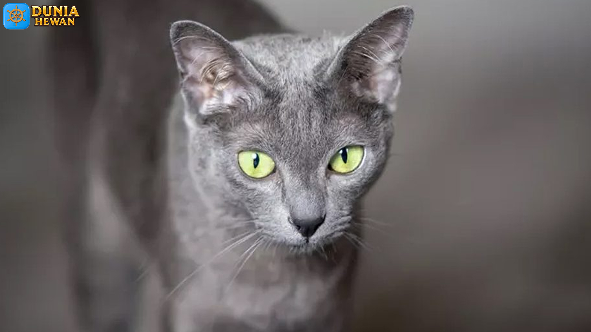 Kucing Korat: Keunikan dan Karakteristik Ras yang Memikat