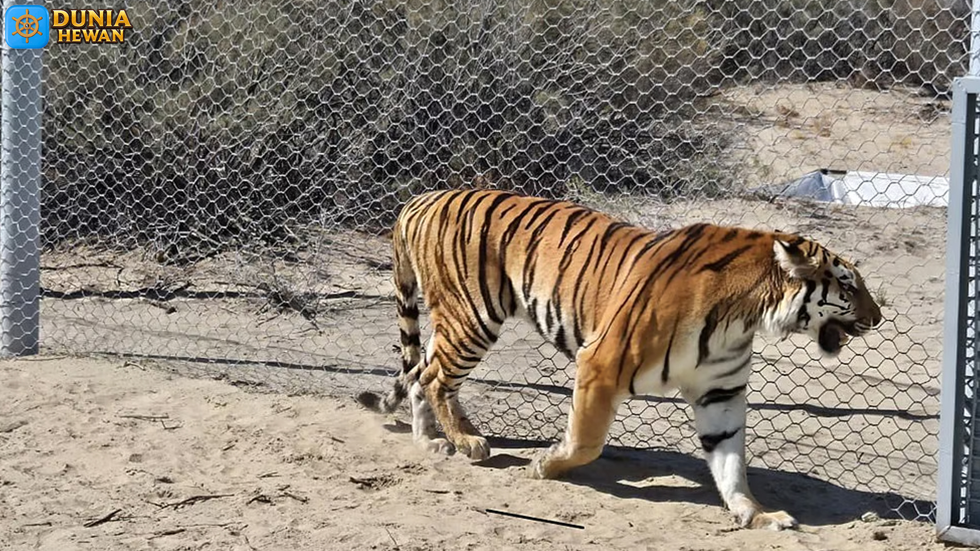 Keunikan Harimau Kaspi: Satwa Langka yang Hampir Punah