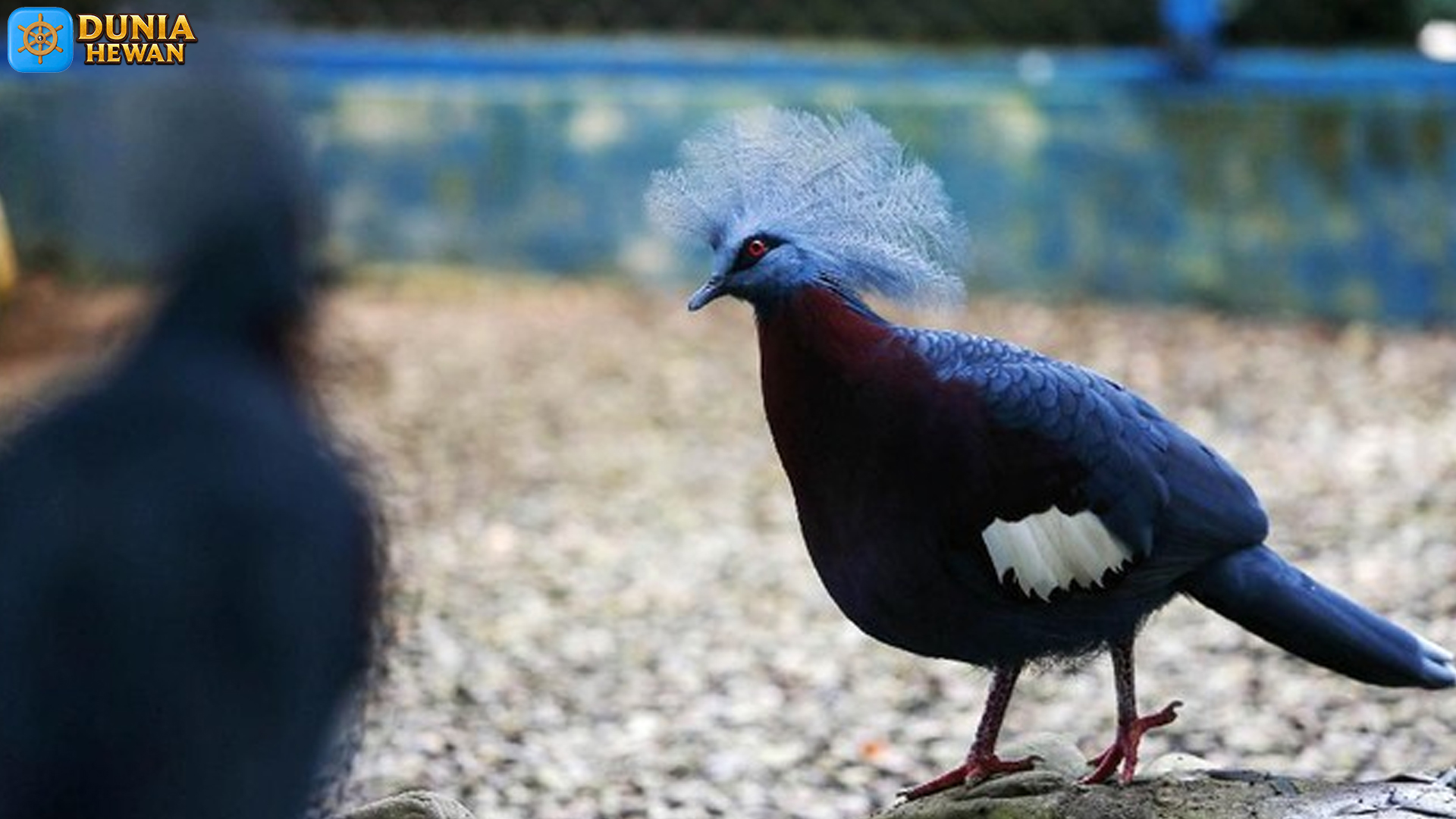 Fakta Unik Burung Mambruk: Si Anggun dari Timur Indonesia