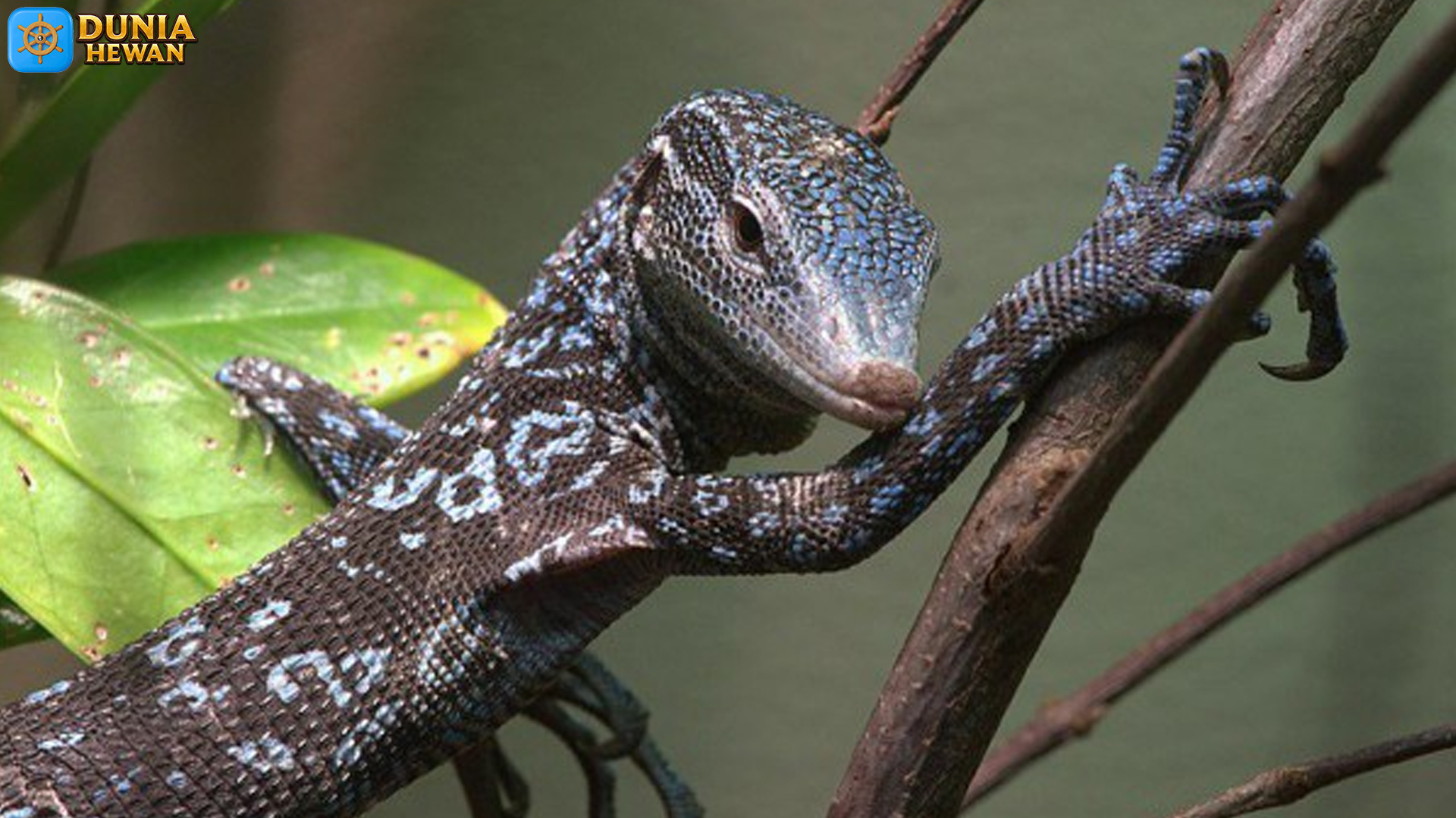 Pesona Biawak Pohon Tutul Biru: Adaptasi Unik di Alam Liar