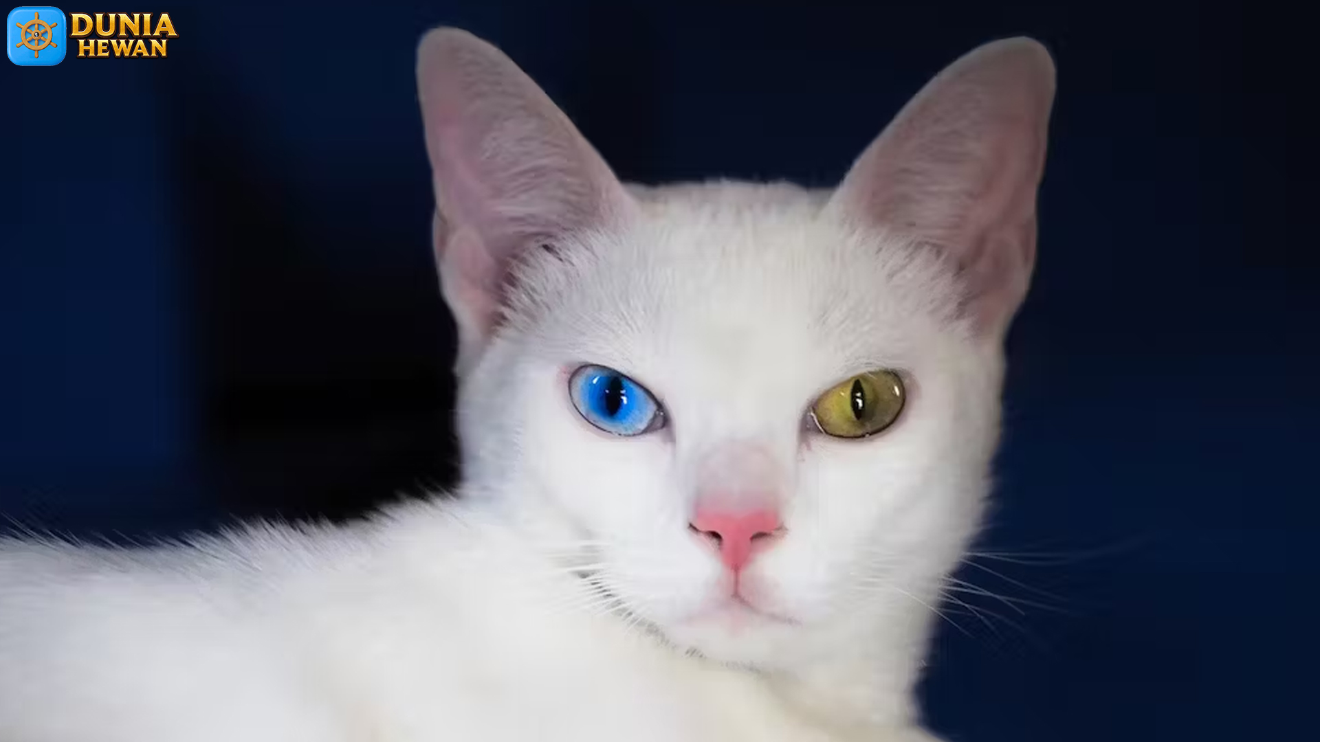 Mengenal Khao Manee: Kucing Putih yang Misterius dan Anggun