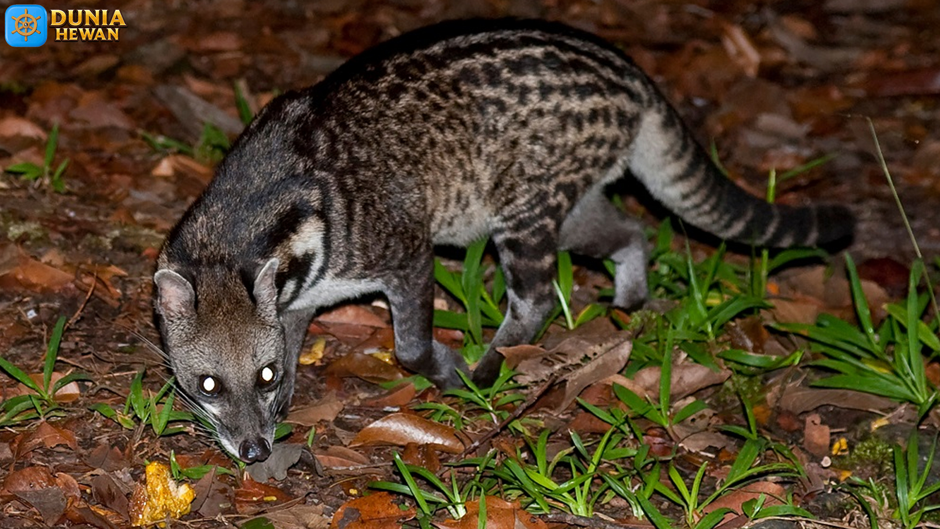 Mengenal Musang Tenggalung: Satwa Unik dari Hutan Tropis