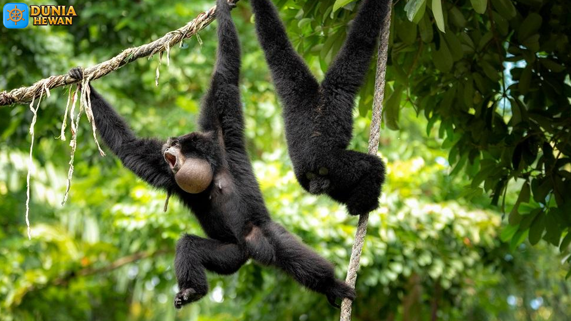 Menilik Dunia Siamang, Si Kera Berleher Panjang yang Eksotis