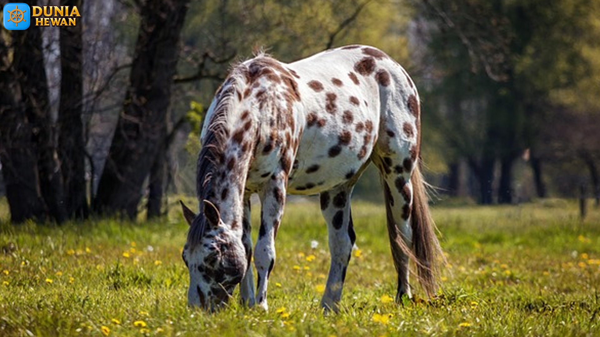 Kuda Appaloosa: Simbol Kekuatan dan Keanggunan Berkuda