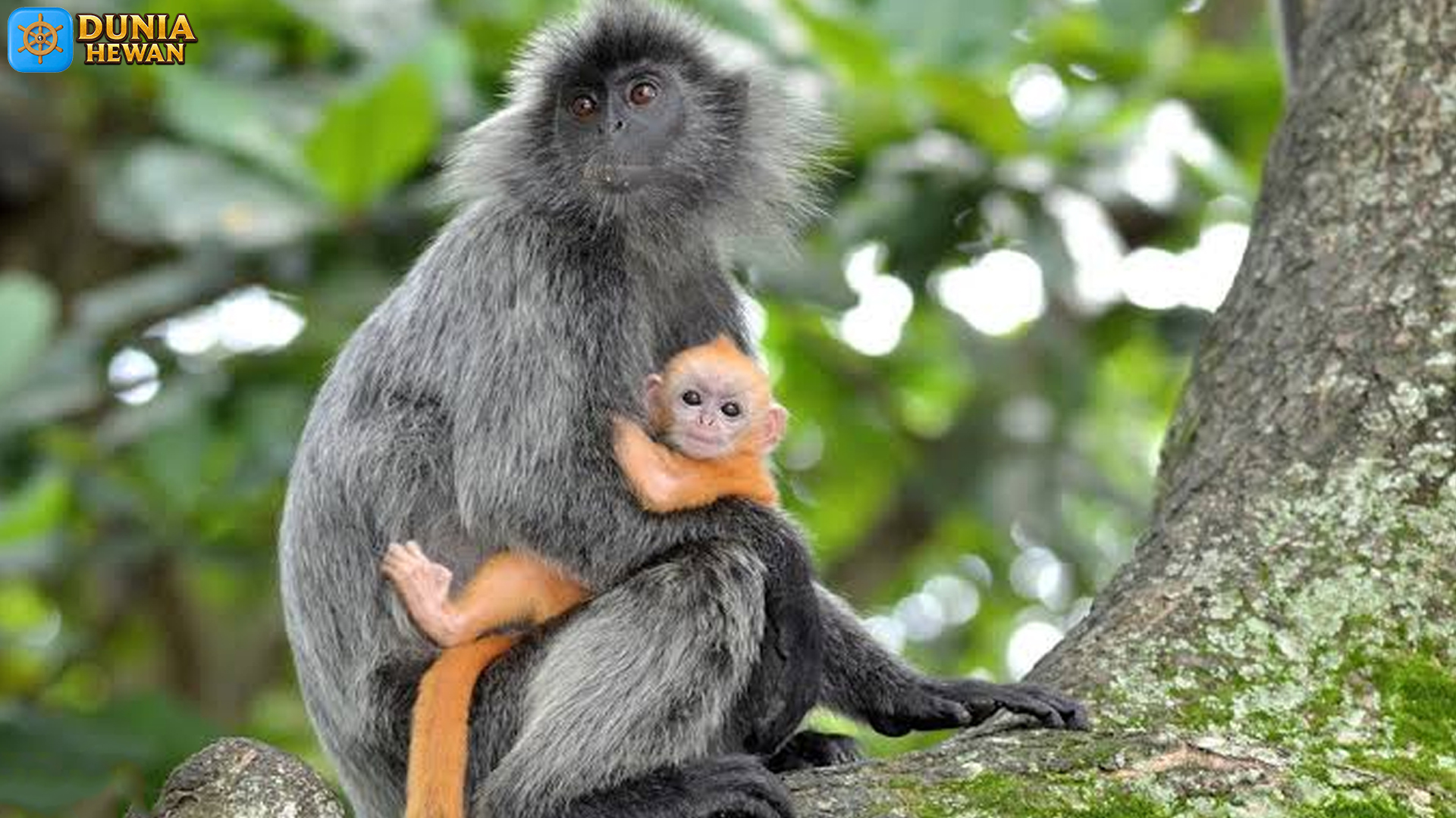 Pesona Lutung Kelabu: Kera Cantik yang Sering Terlewatkan