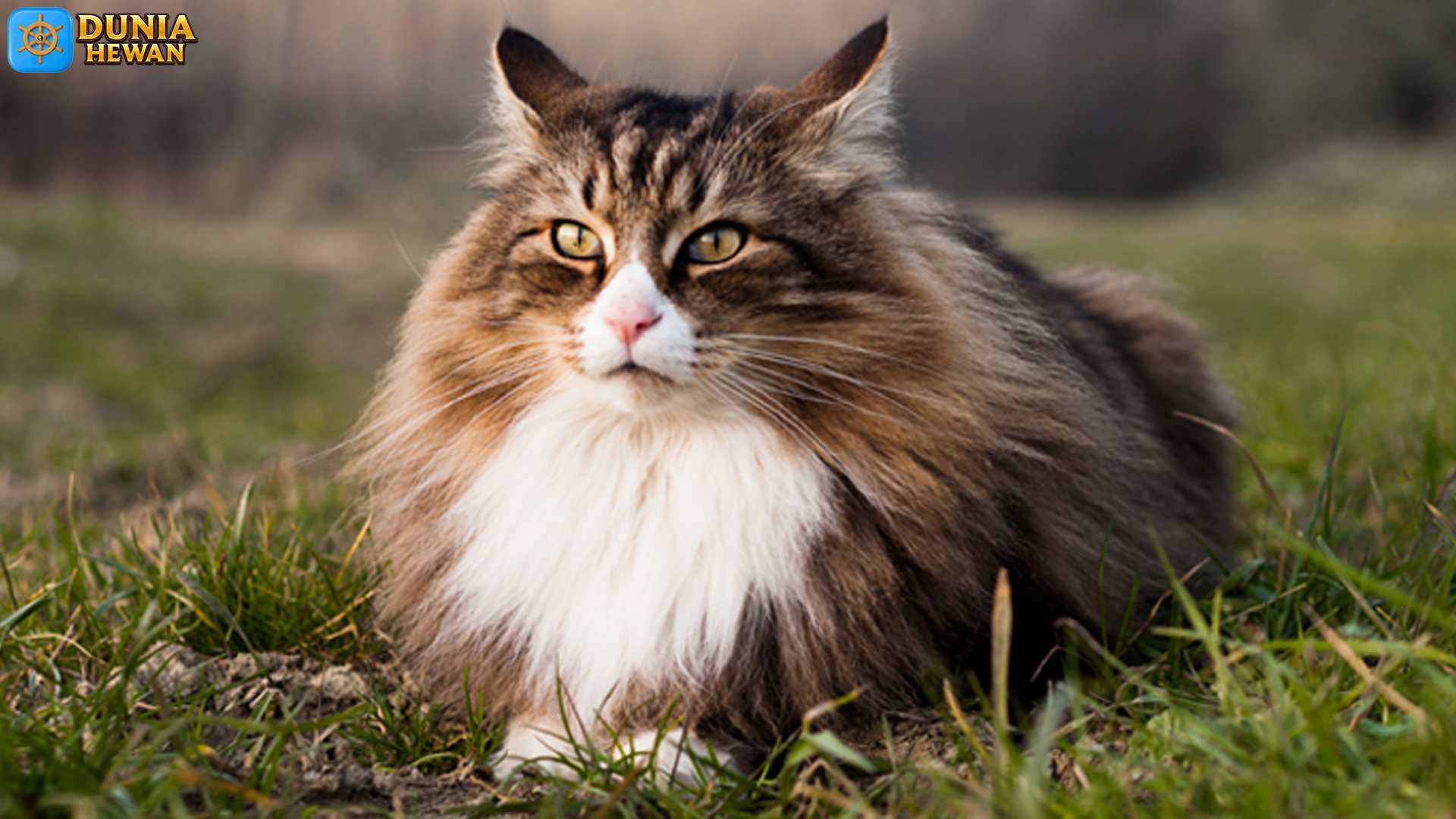 Kucing Hutan Norwegia: Bulu Tebal dan Jiwa Liar yang Menawan