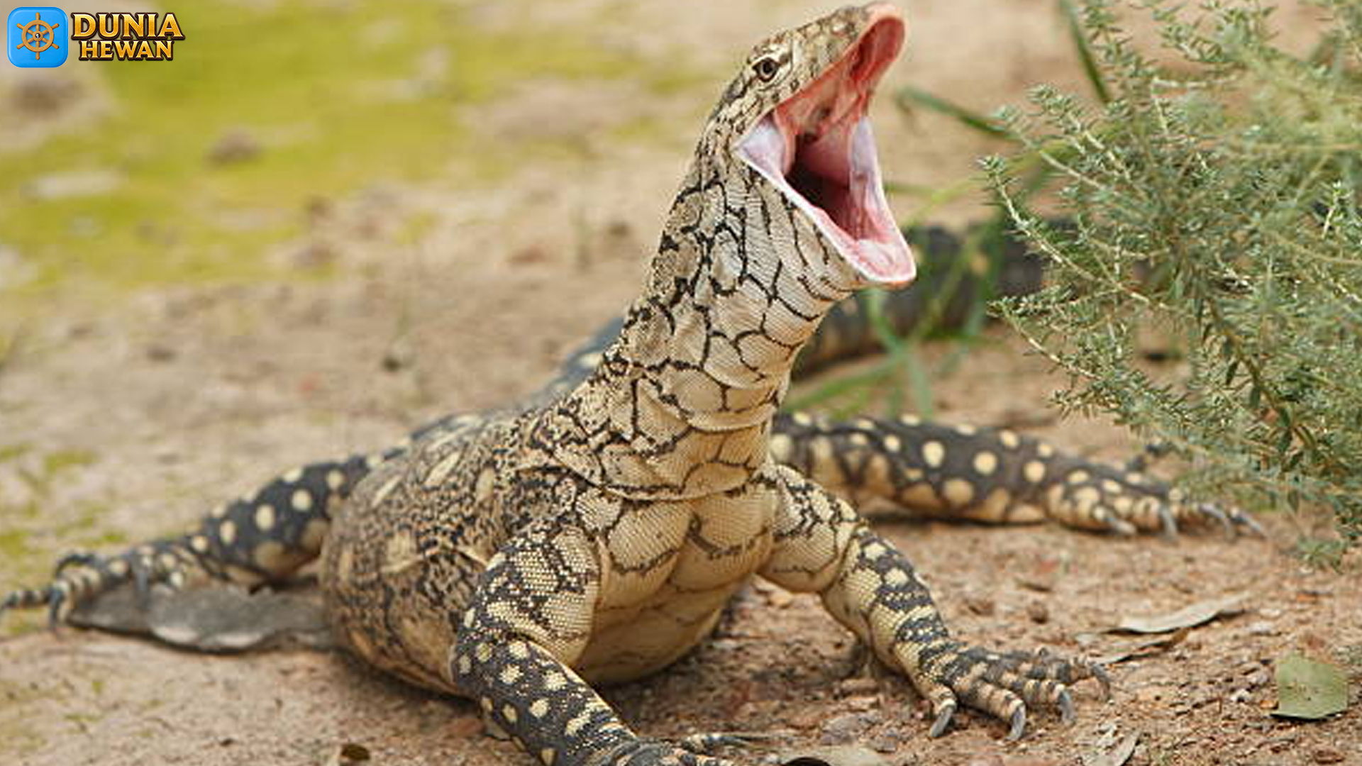 Biawak Perentie: Sosok Raksasa yang Menaklukkan Padang Pasir