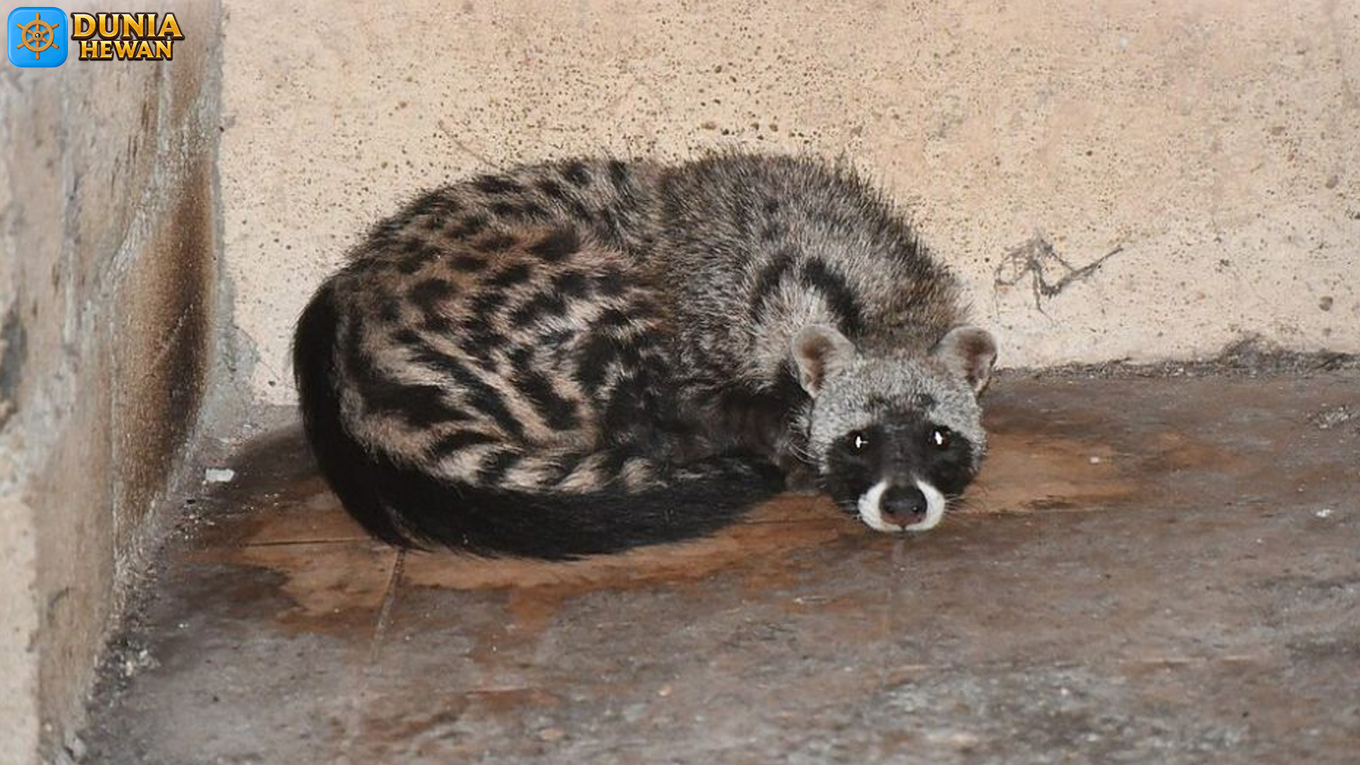 Rahasia Kehidupan Musang Afrika yang Jarang Terungkap