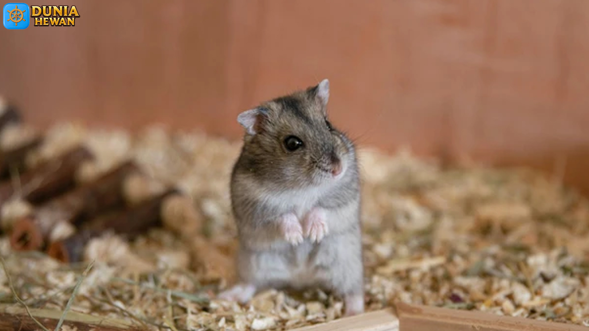 Mengenal Dunia Mini Hamster Kerdil yang Menggemaskan