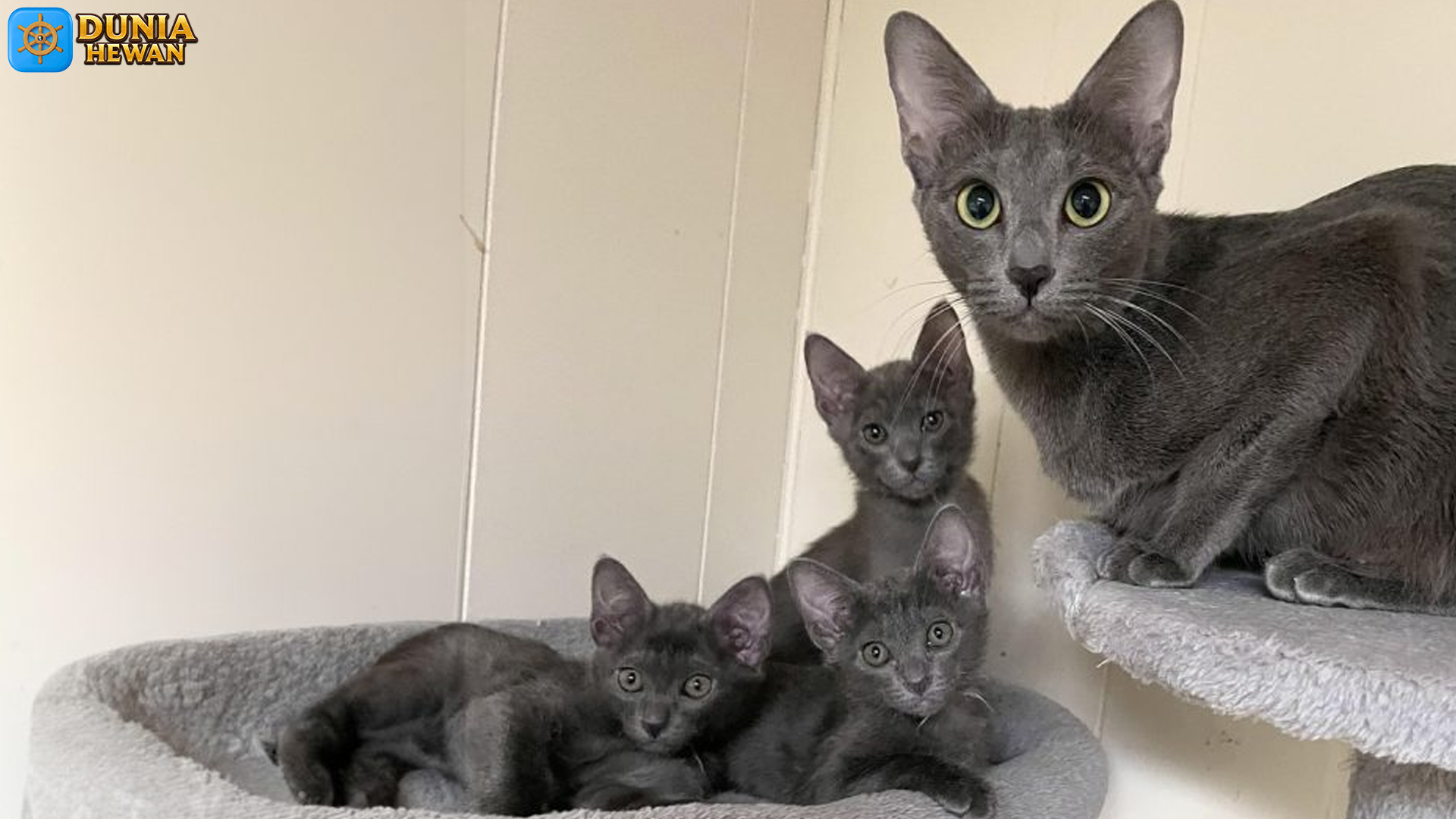 Kucing Korat: Keunikan dan Karakteristik Ras yang Memikat