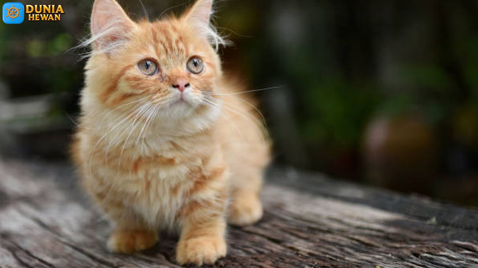 Kucing Munchkin: Kisah di Balik Kaki Pendek yang Menggemaskan