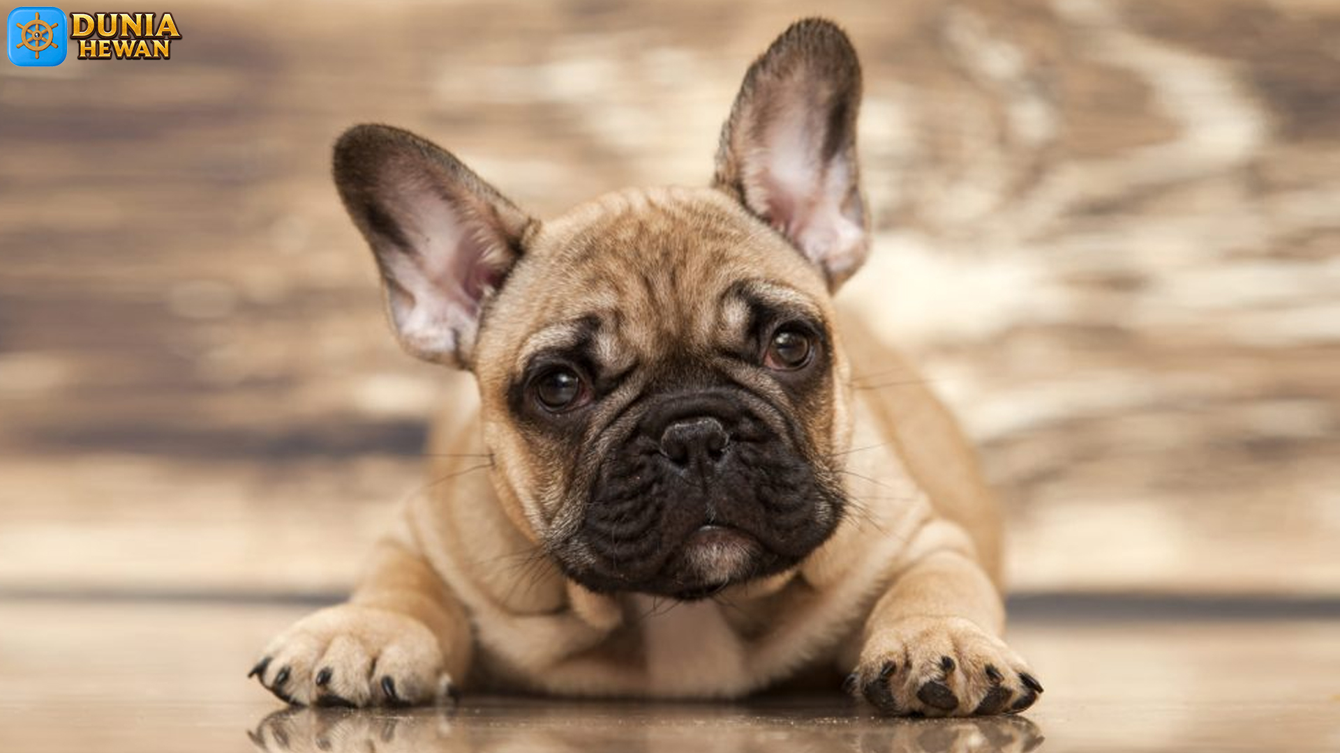 Mengenal Bulldog Prancis: Anjing Kecil dengan Kepribadian Besar