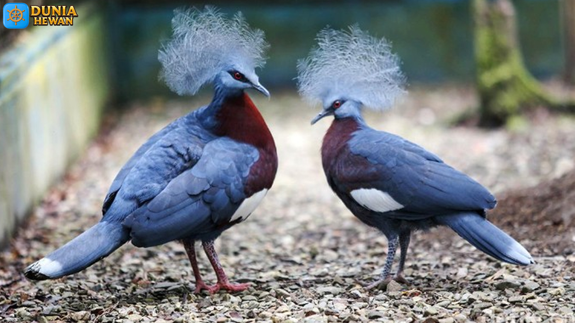 Fakta Unik Burung Mambruk: Si Anggun dari Timur Indonesia