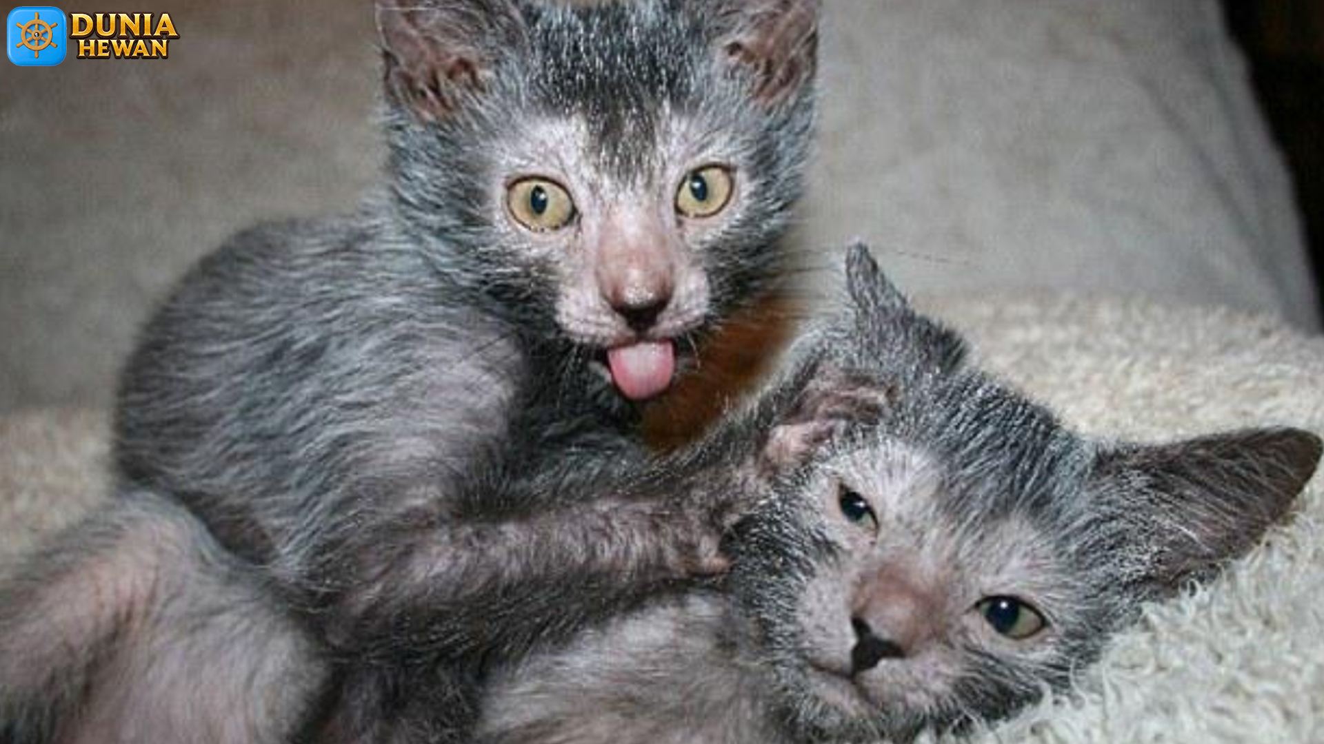 Mengenal Kucing Lykoi: Si 'Werewolf' yang Unik dan Menawan