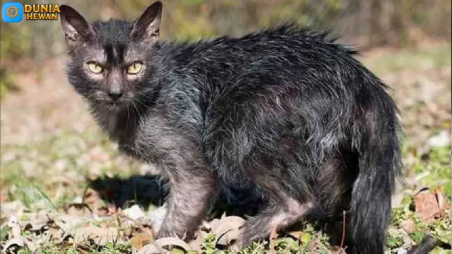Mengenal Kucing Lykoi: Si 'Werewolf' yang Unik dan Menawan