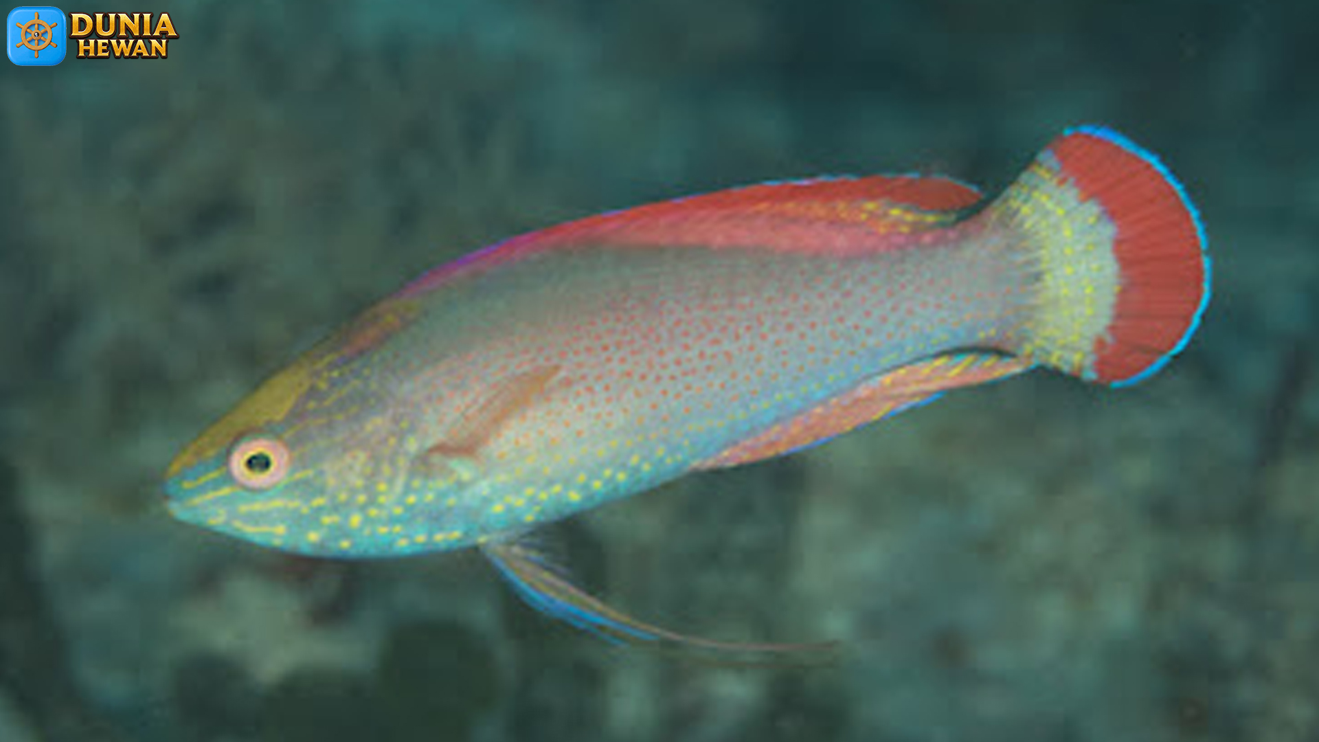 Rahasia Si Ikan Keling: Si Kecil Berwarna Cerah di Dunia Laut
