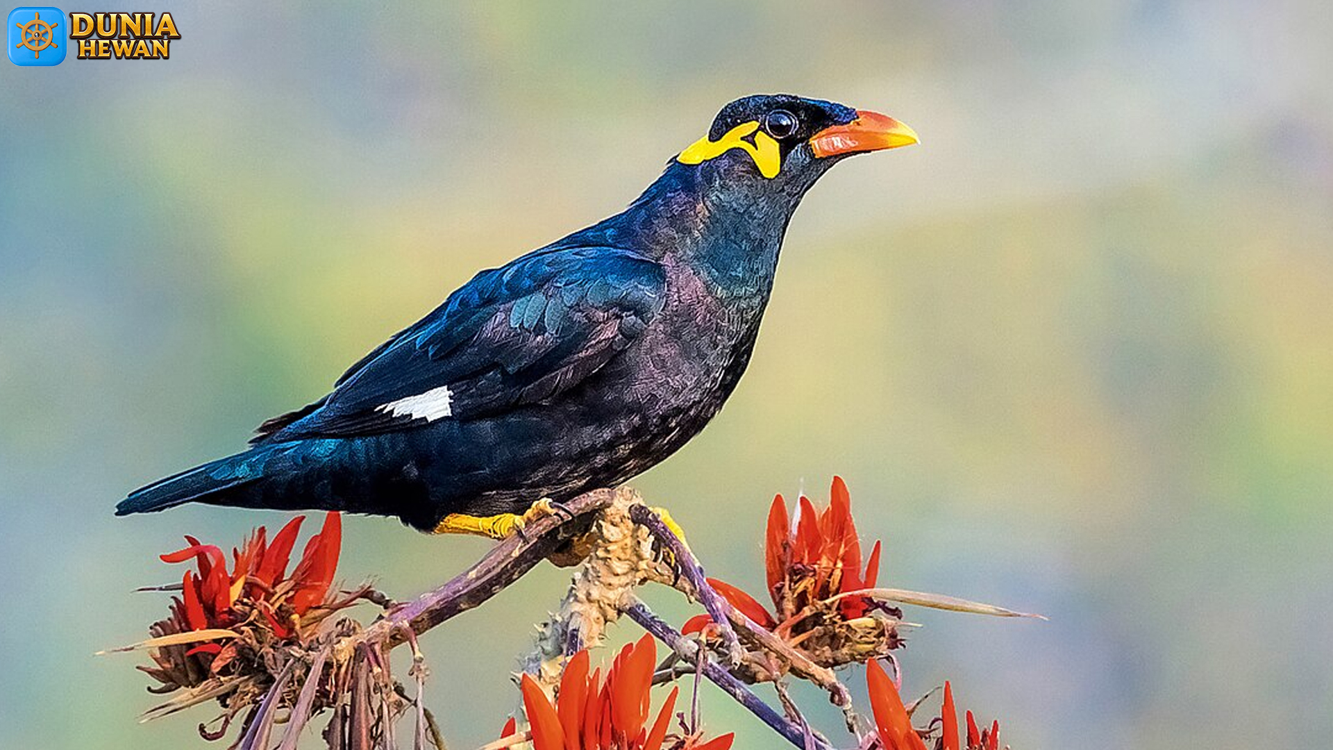 Keunikan Burung Beo Biasa yang Membuatnya Jadi Favorit