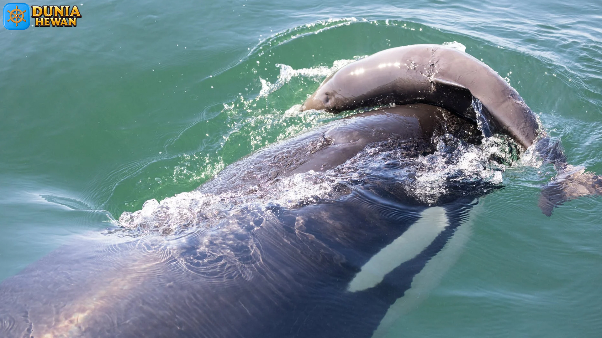 Mengenal Porpoise: Hewan Laut yang Mirip Lumba-Lumba