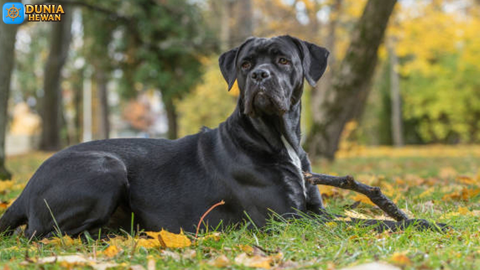 Mengenal Cane Corso, Anjing Romawi dengan Aura Elegan