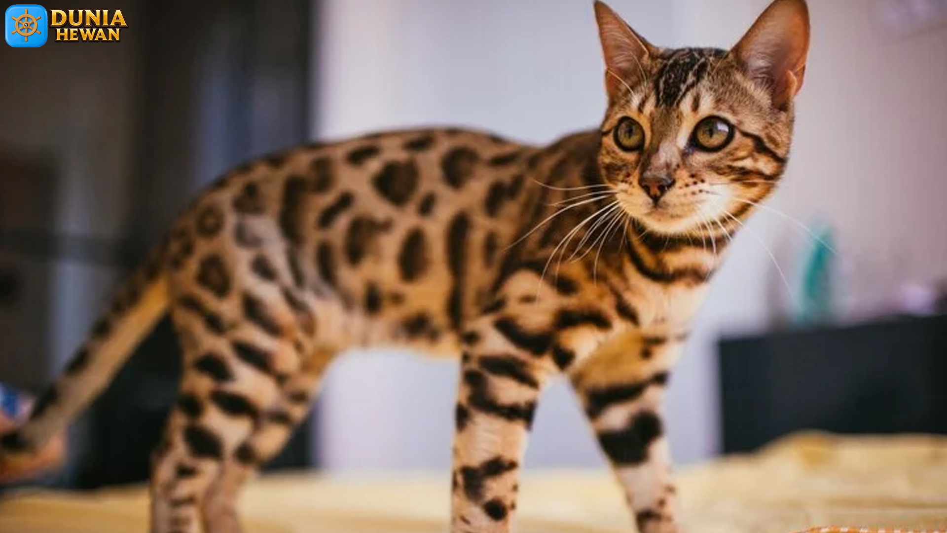 Mengulik Dunia Kucing Bengal, Si Penuh Energi dan Gaya