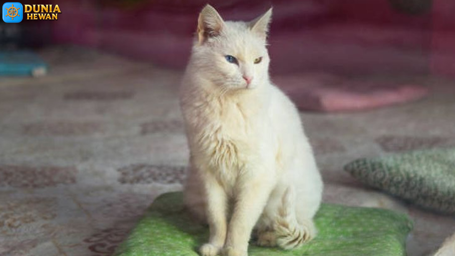 Bulu Putih, Mata Ajaib: Kucing Van Turki Punya Daya Pikat Unik