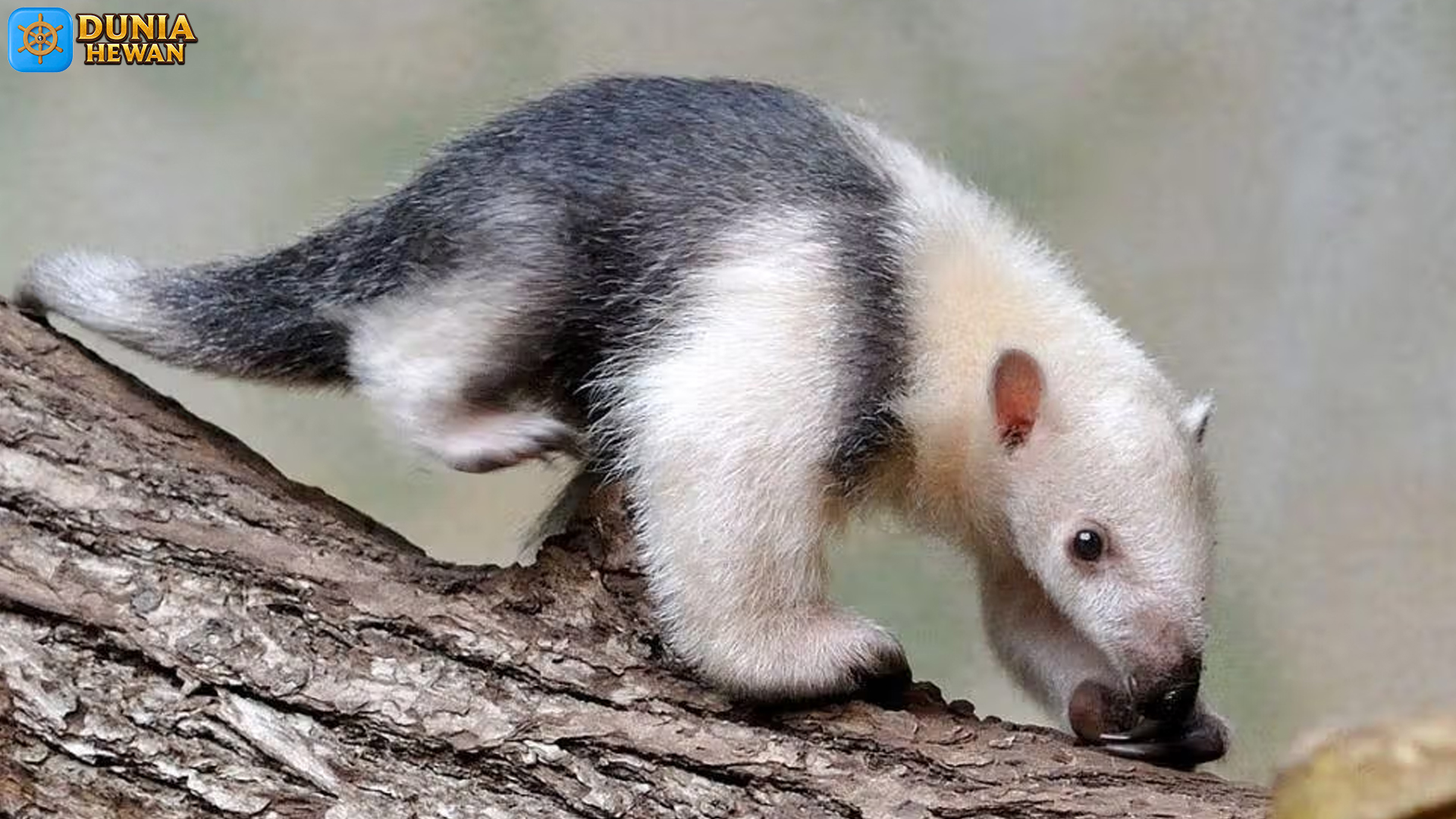 Mengenal Tamandua: Hewan Eksotis dengan Ciri Khas Menawan