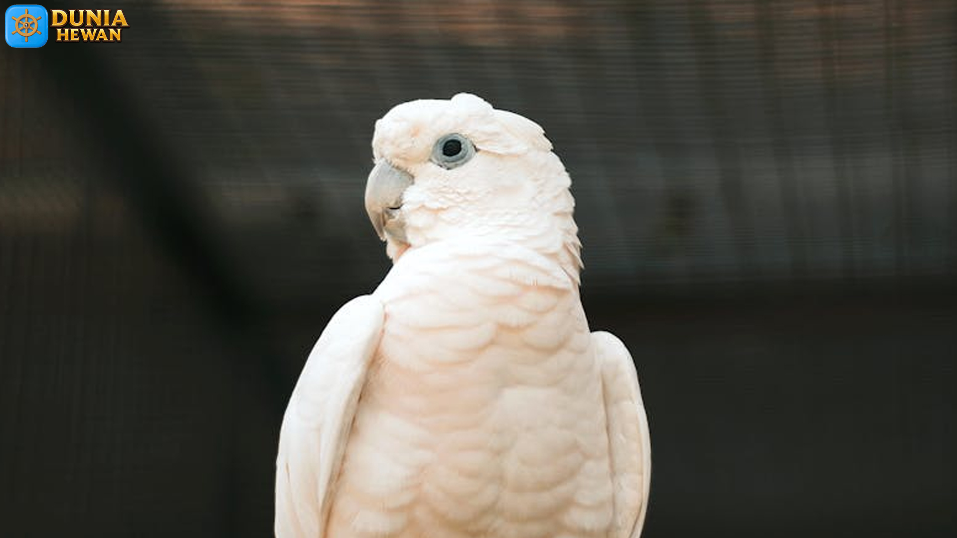 Mengenal Kakatua Tanimbar, Burung Langka dengan Suara Merdu