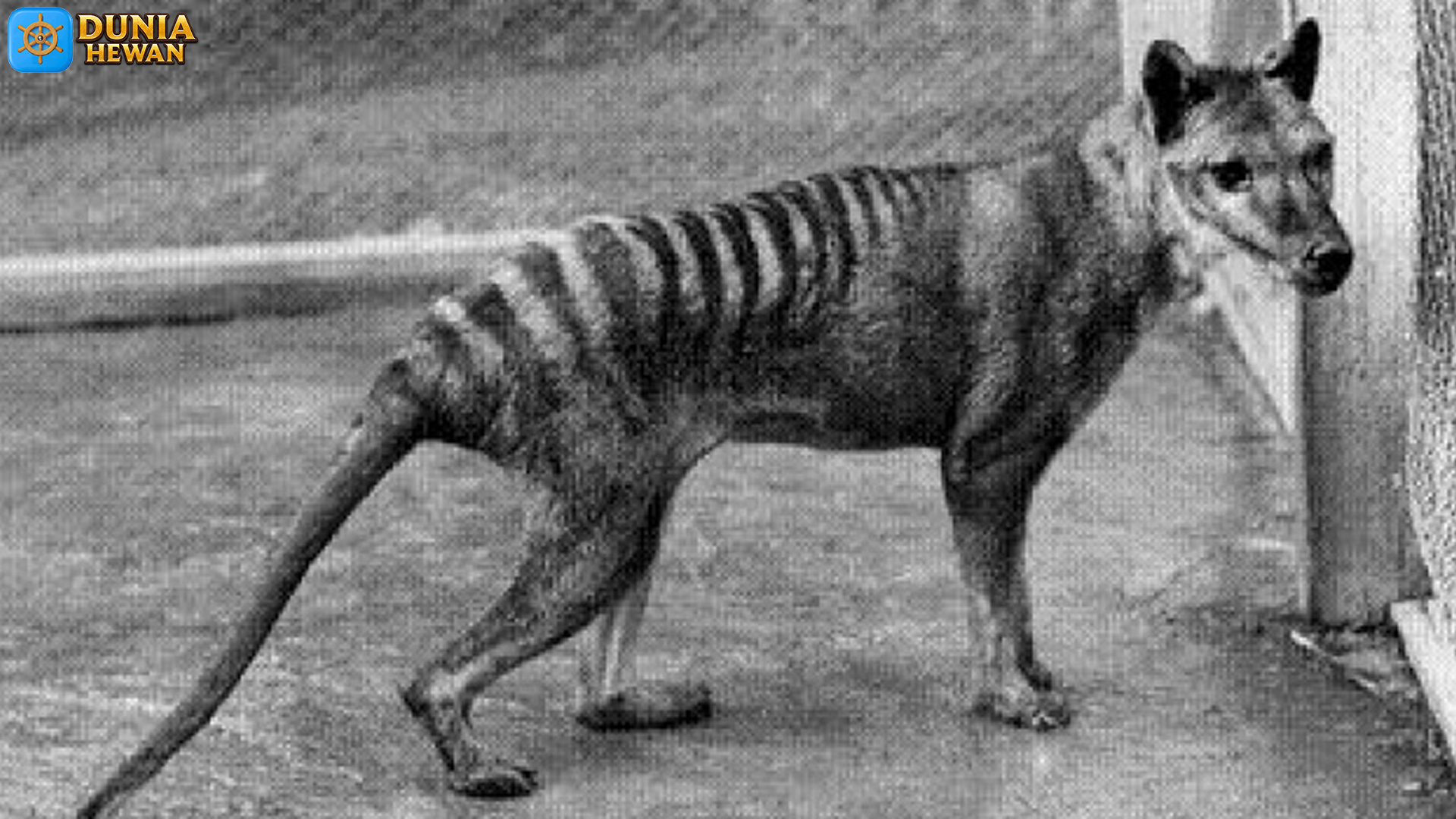 Harimau Tasmania, Makhluk Aneh yang Bikin Penasaran Dunia