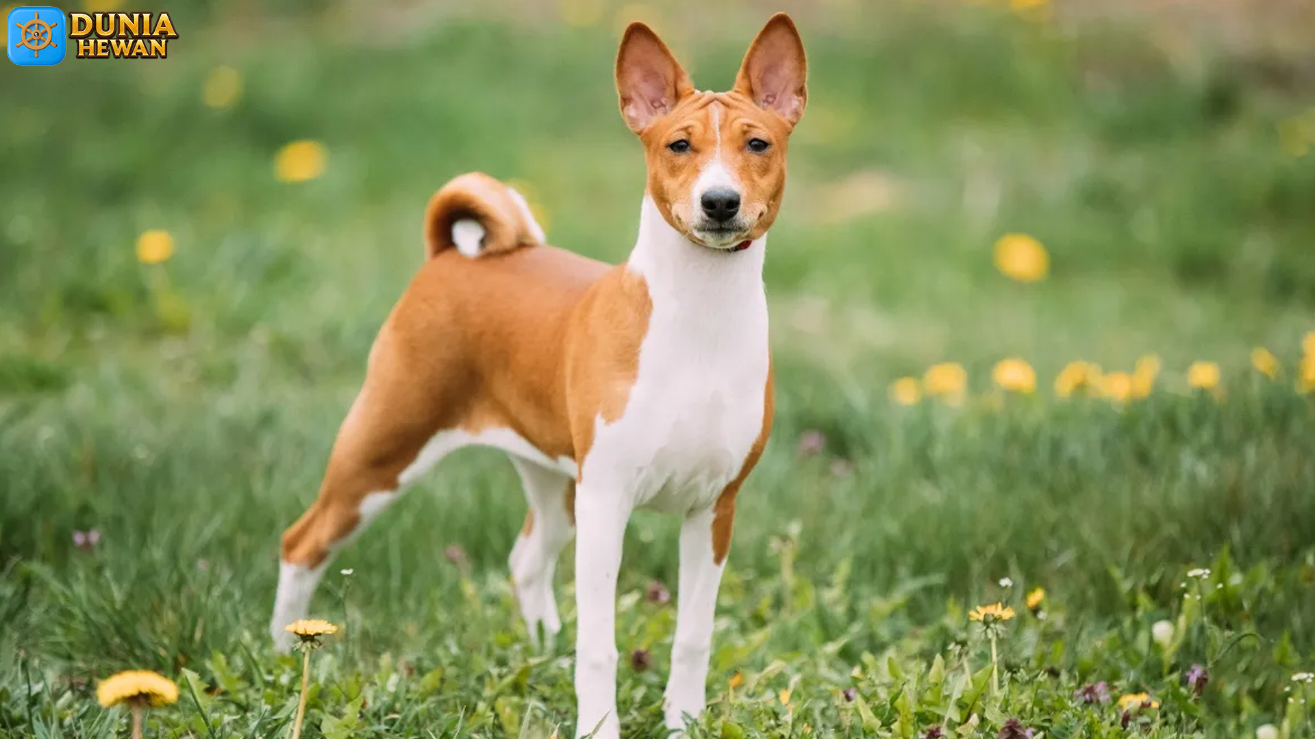 Basenji: Teman Aktif yang Selalu Siap Menemani Hari Kamu
