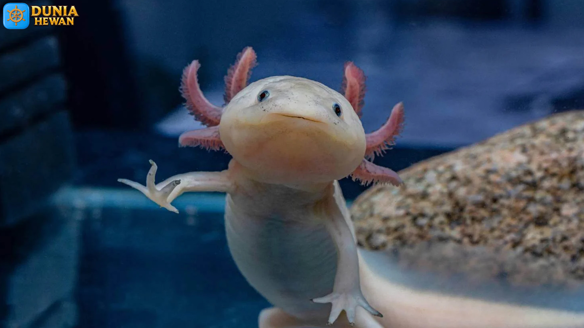 Axolotl dan Kemampuan Regenerasi Tubuhnya yang Luar Biasa