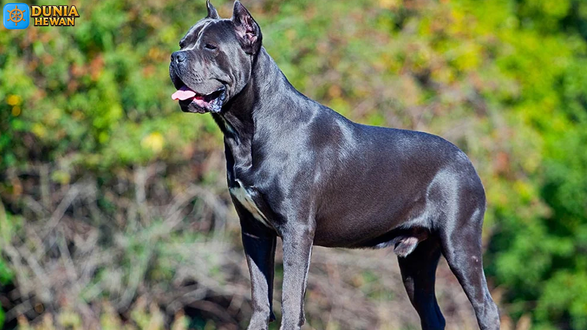 Mengenal Cane Corso, Anjing Romawi dengan Aura Elegan