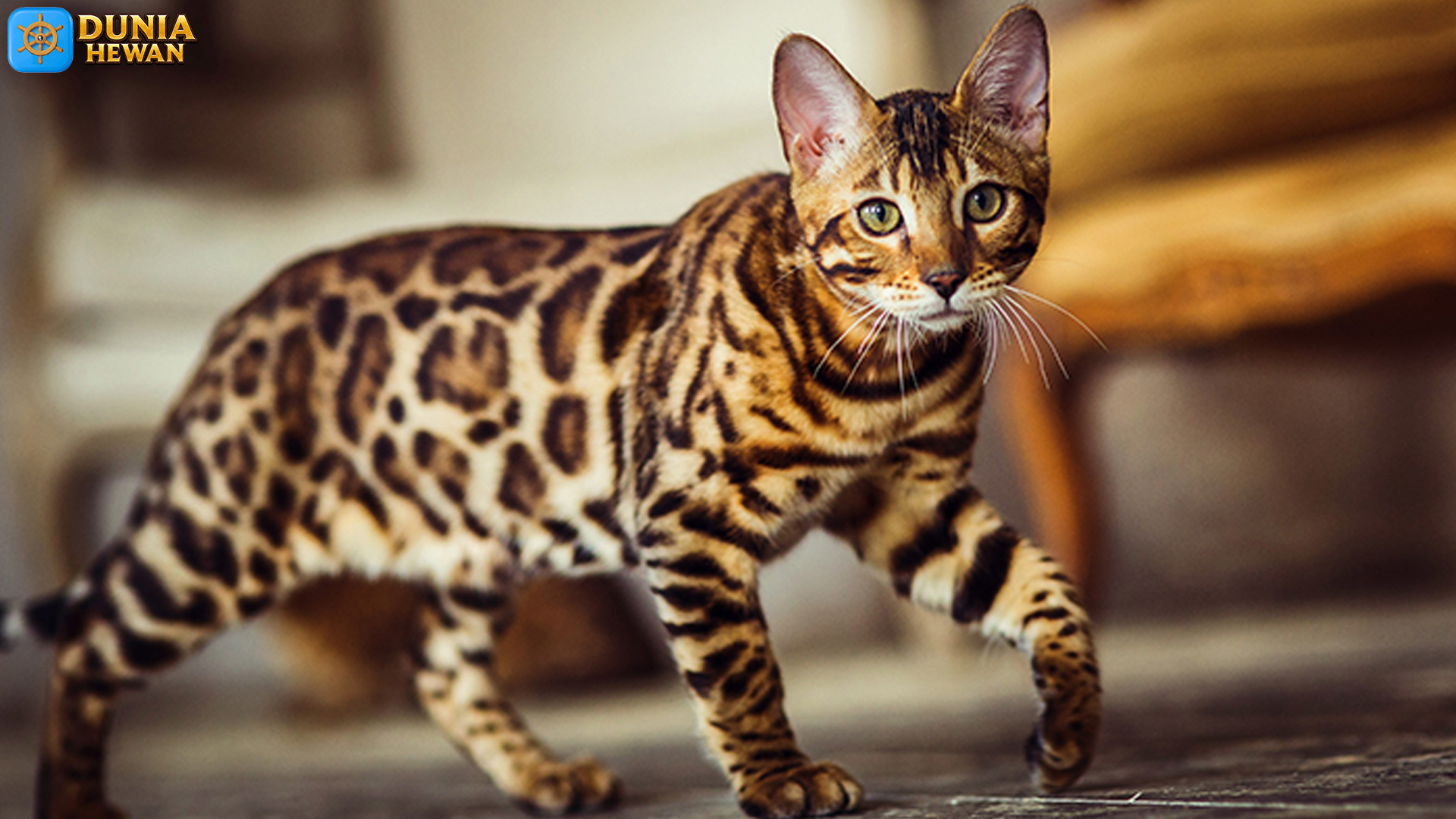 Mengulik Dunia Kucing Bengal, Si Penuh Energi dan Gaya