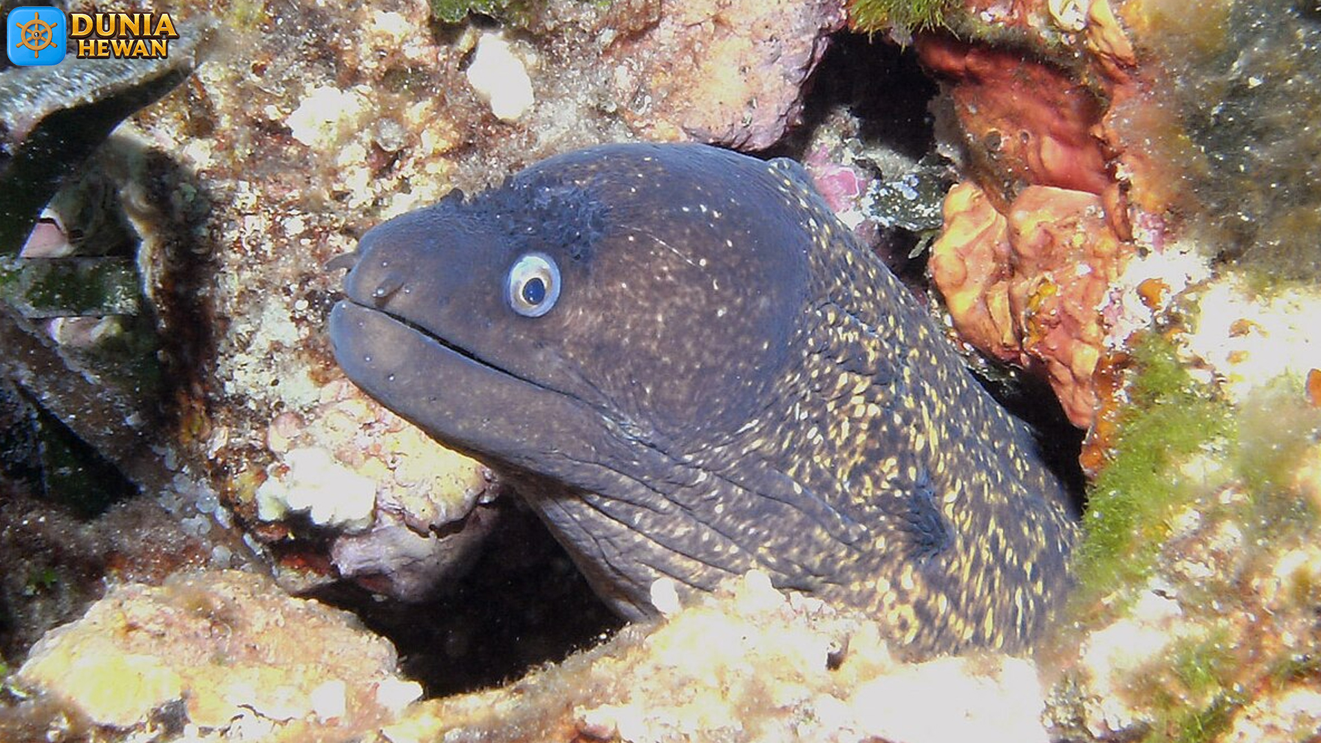 Muraena dan Cara Uniknya Bertahan di Dunia Bawah Laut
