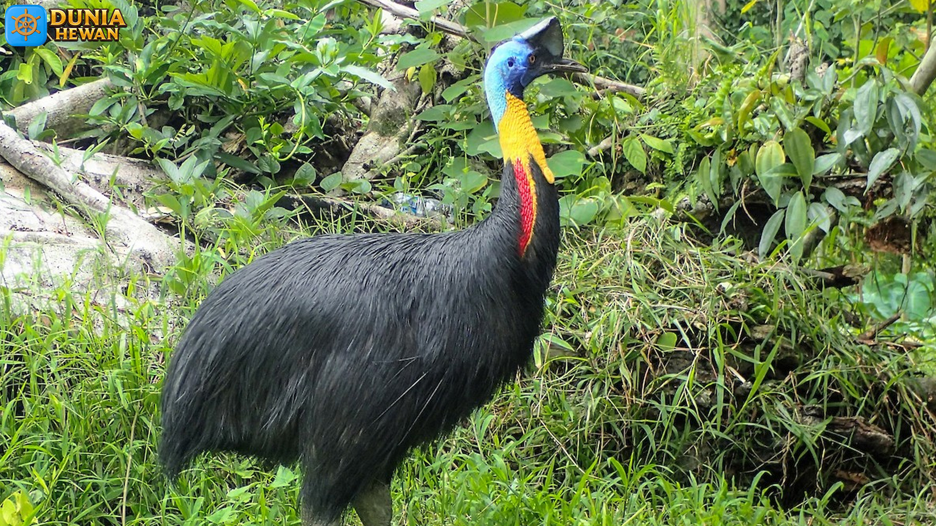 Kasuari: Burung Raksasa yang Punya Peran Penting di Ekosistem