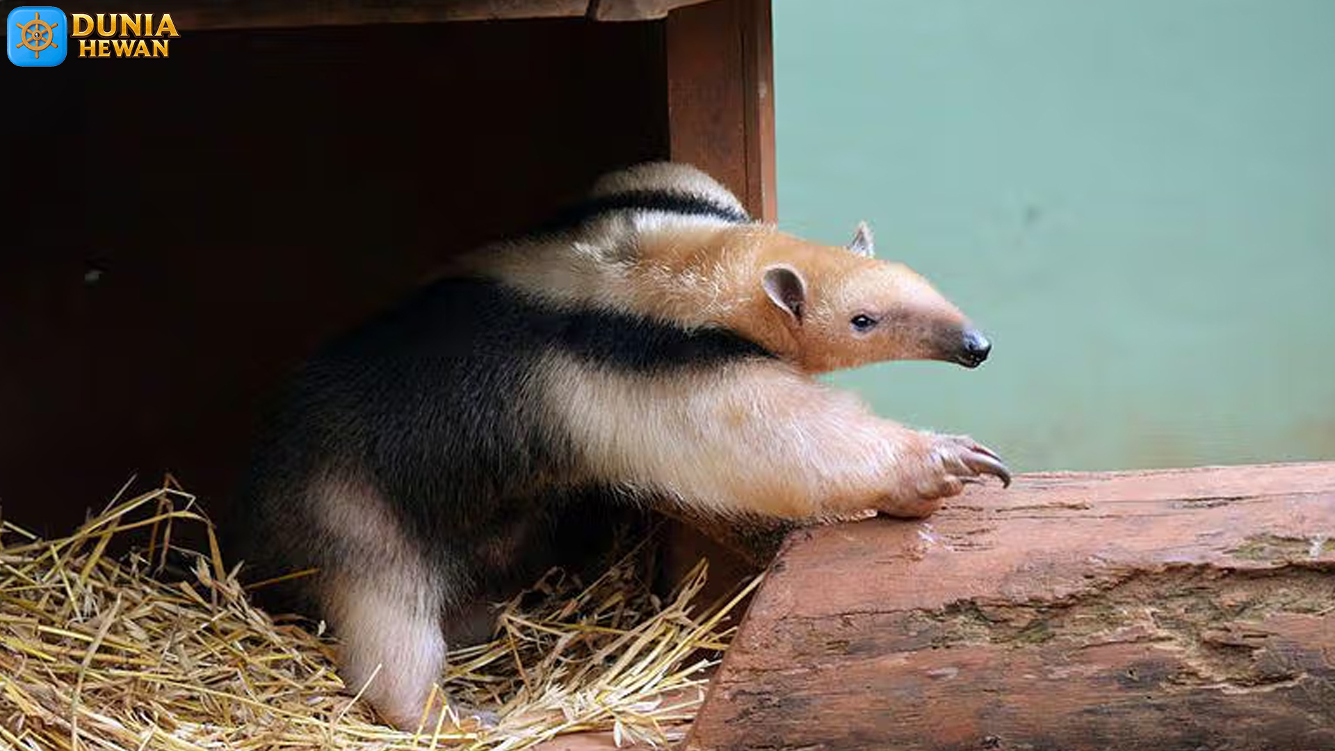 Mengenal Tamandua: Hewan Eksotis dengan Ciri Khas Menawan