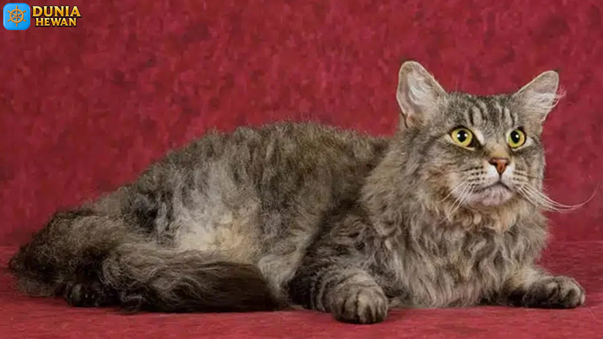 Laperm: Kucing Berbulu Bergelombang yang Penuh Karakter