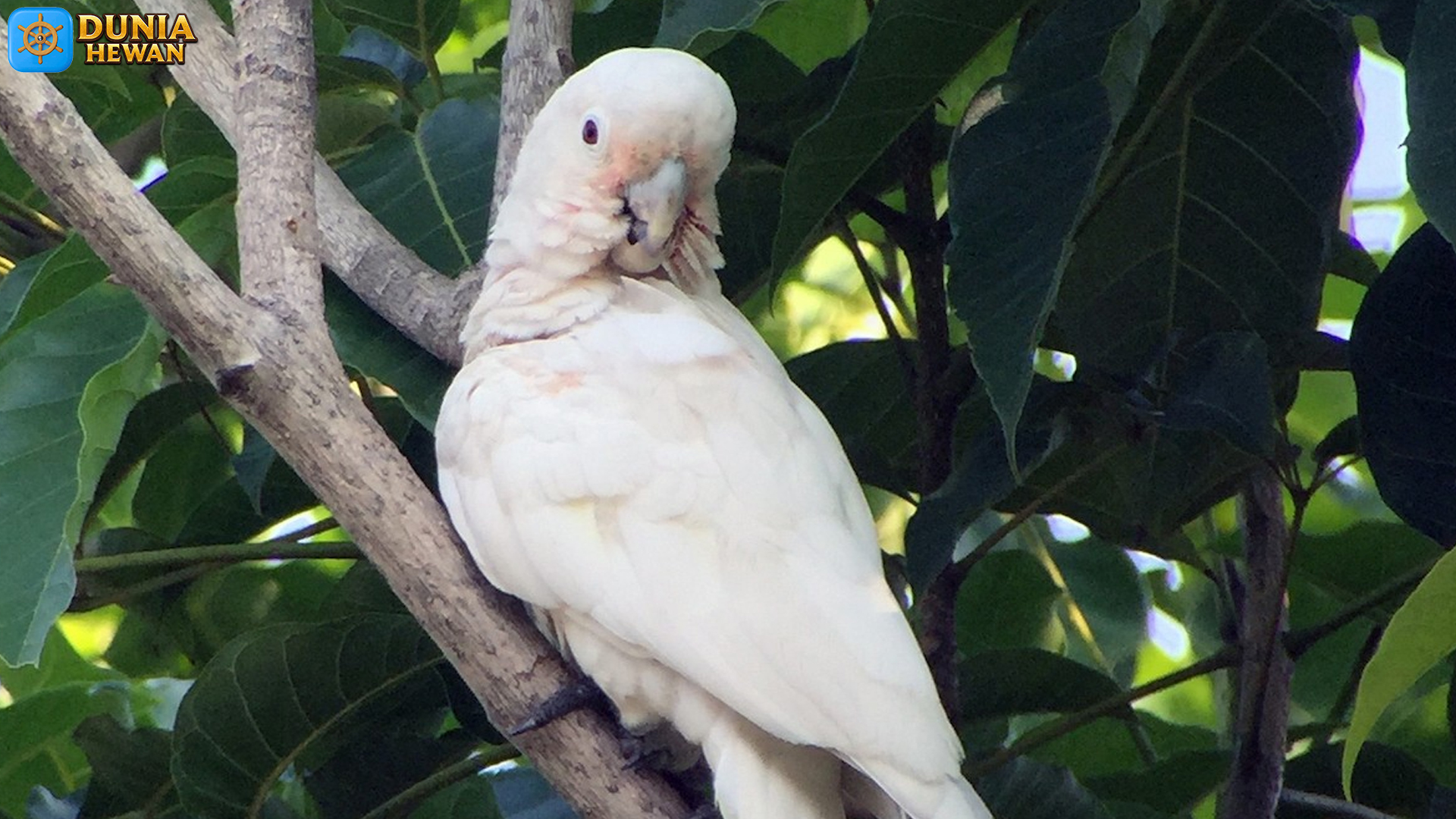 Mengenal Kakatua Tanimbar, Burung Langka dengan Suara Merdu