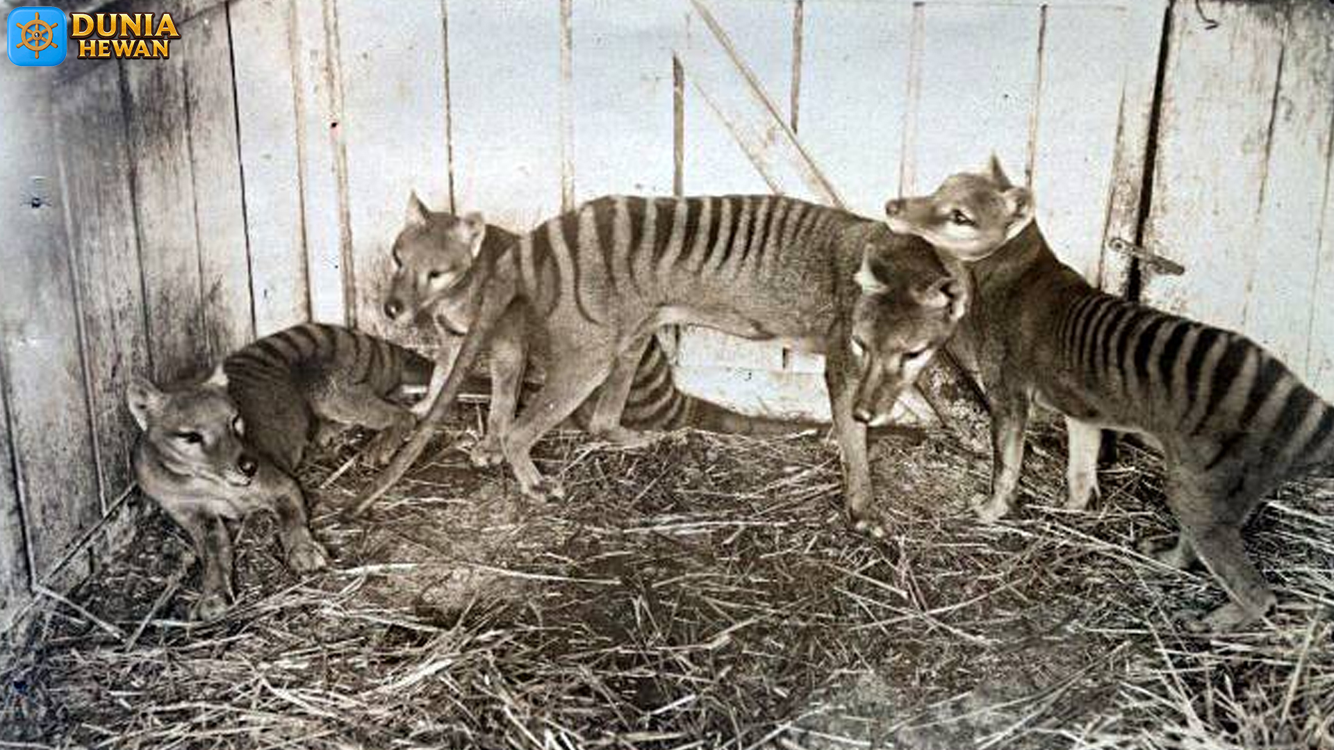 Harimau Tasmania, Makhluk Aneh yang Bikin Penasaran Dunia