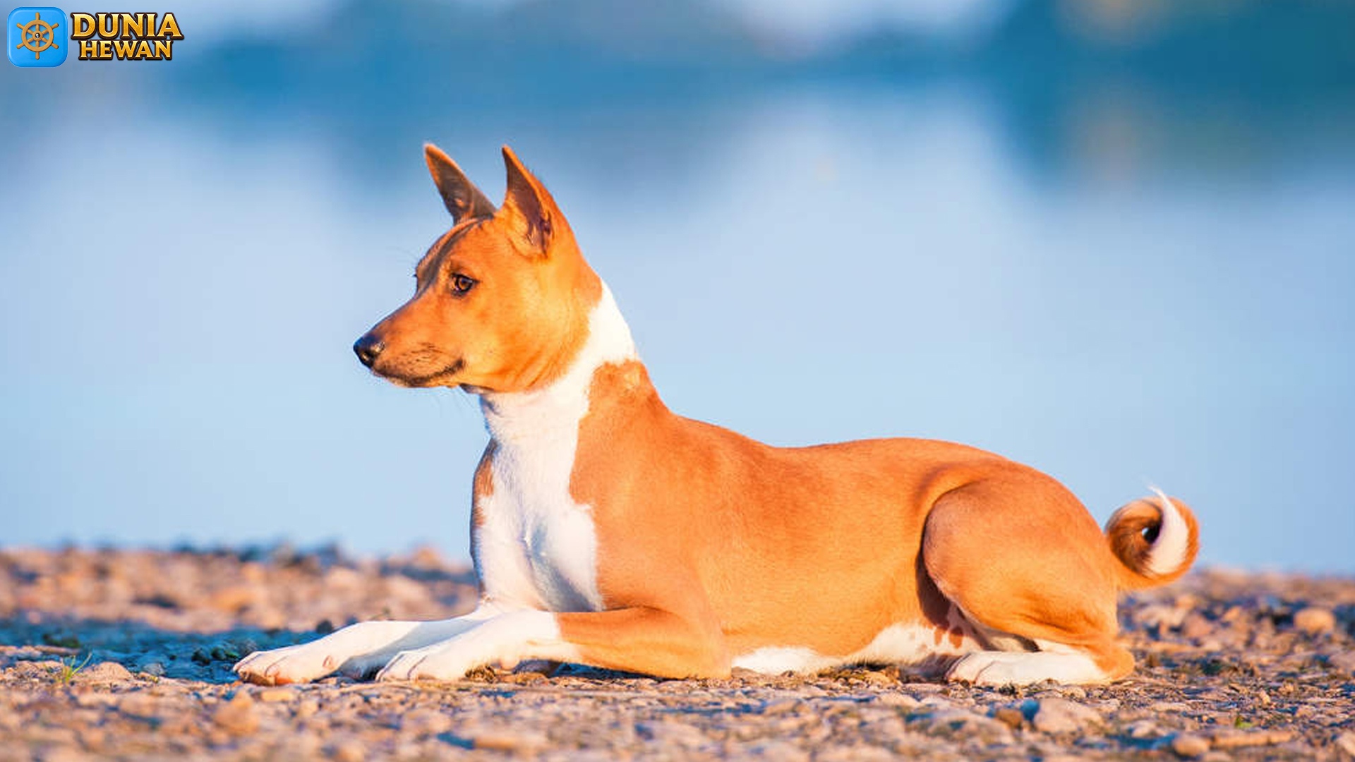 Basenji: Teman Aktif yang Selalu Siap Menemani Hari Kamu