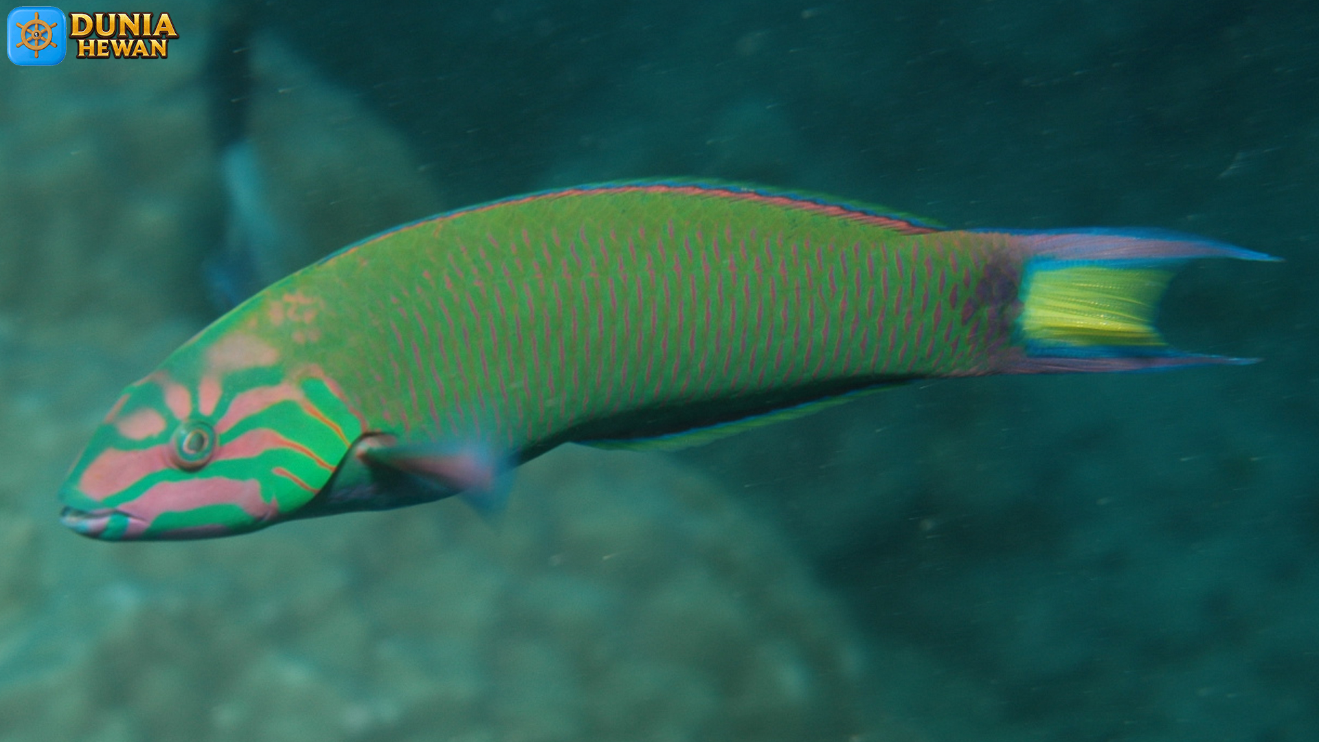 Rahasia Si Ikan Keling: Si Kecil Berwarna Cerah di Dunia Laut