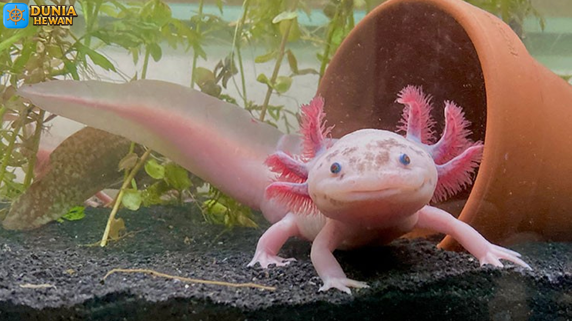 Axolotl dan Kemampuan Regenerasi Tubuhnya yang Luar Biasa