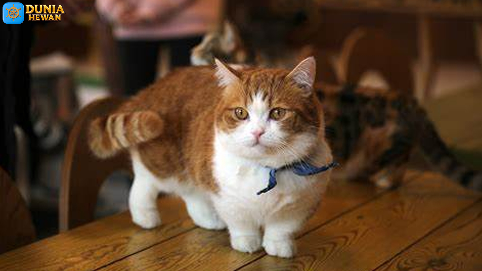 Mengenal Kucing Skookum, Si Pemberani Berbulu Lembut