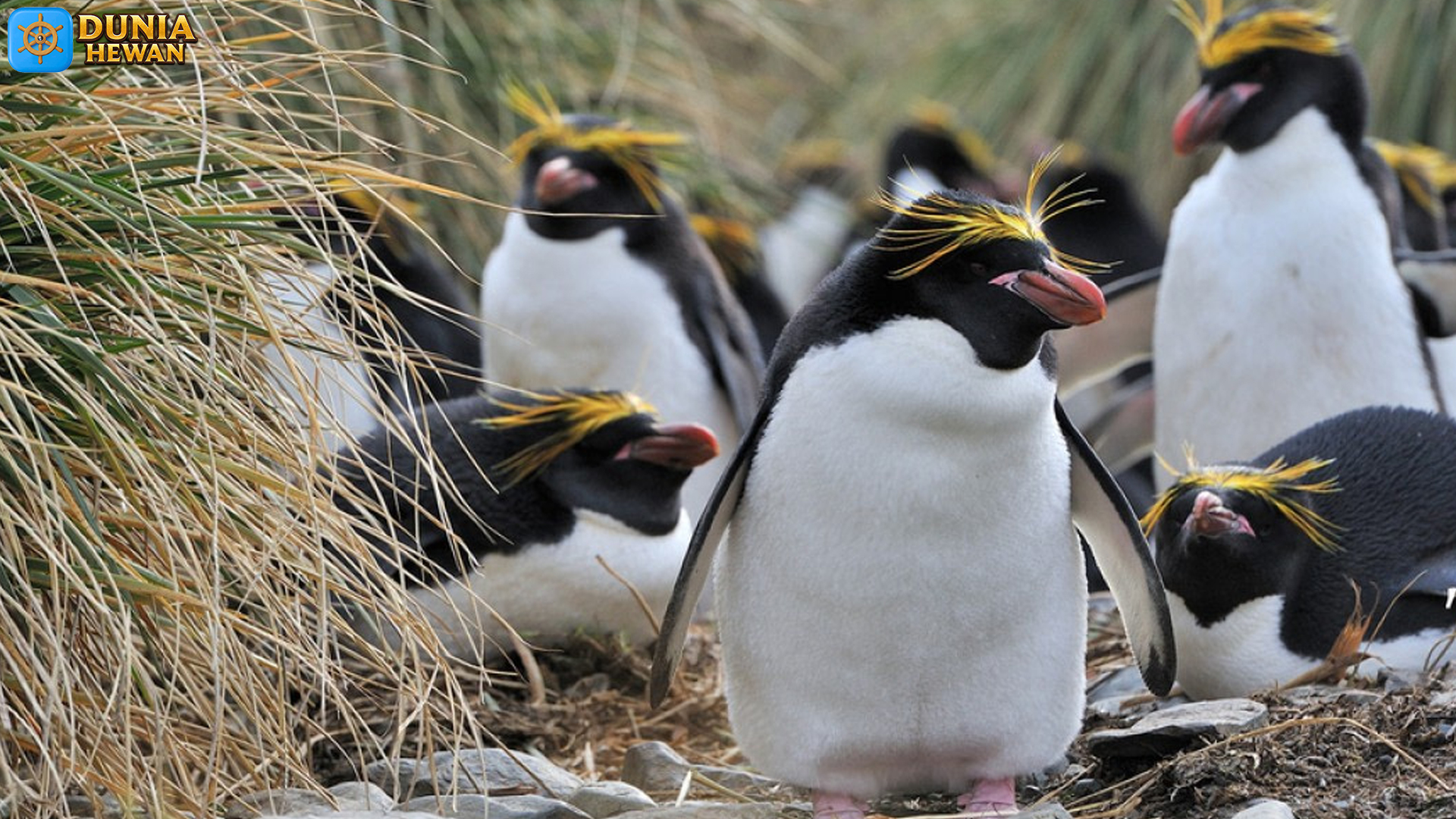 Penguin Macaroni: Dari Salju Hingga Cerita2 Lucu di Antartika