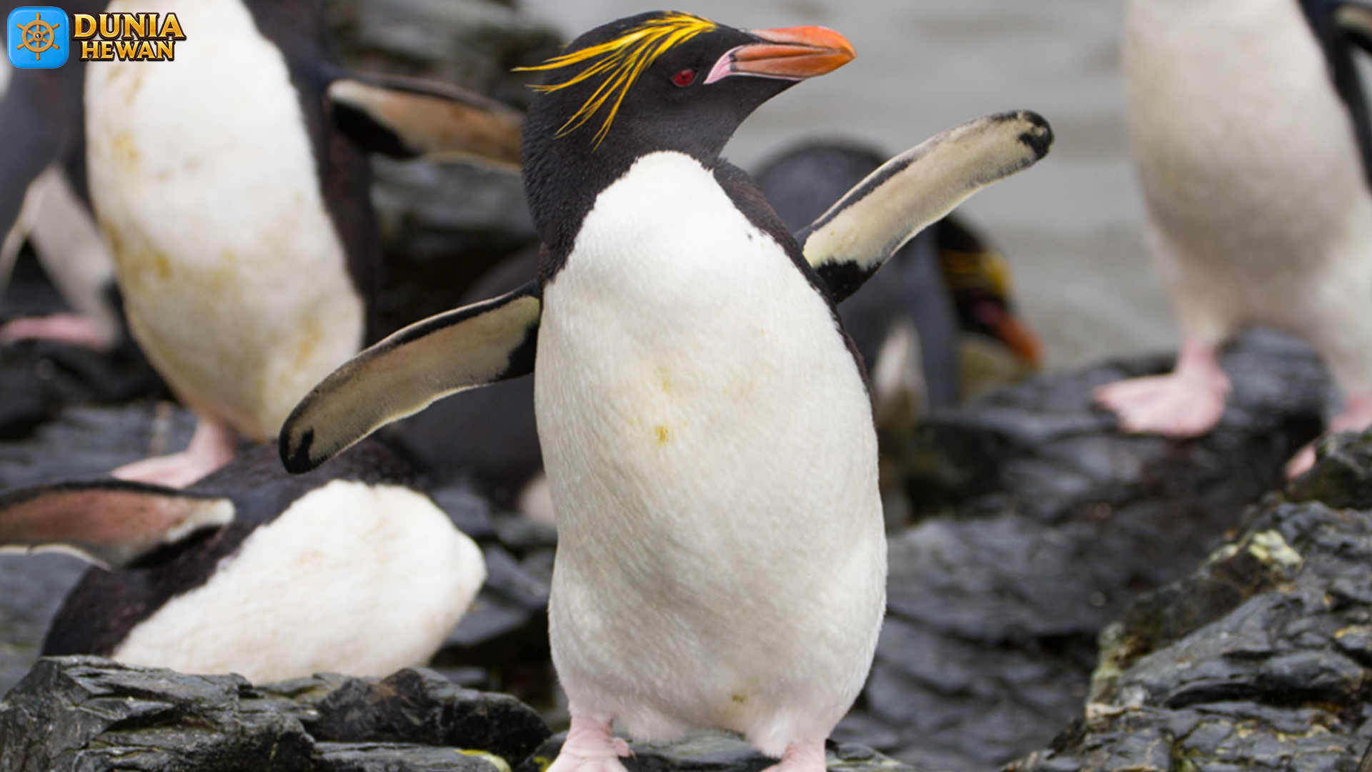 Penguin Macaroni: Dari Salju Hingga Cerita2 Lucu di Antartika