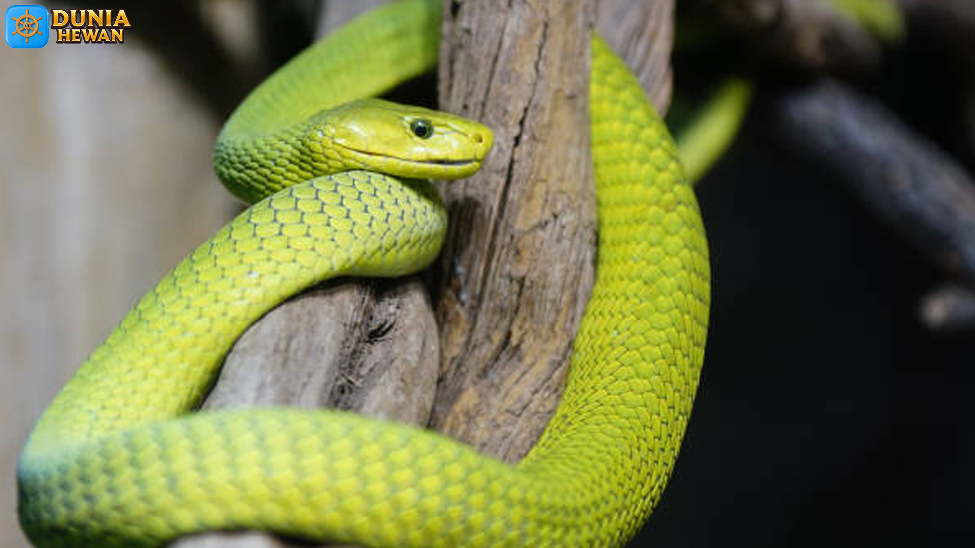 Ular Mamba Hijau Timur: Kombinasi Lincah dan Mematikan