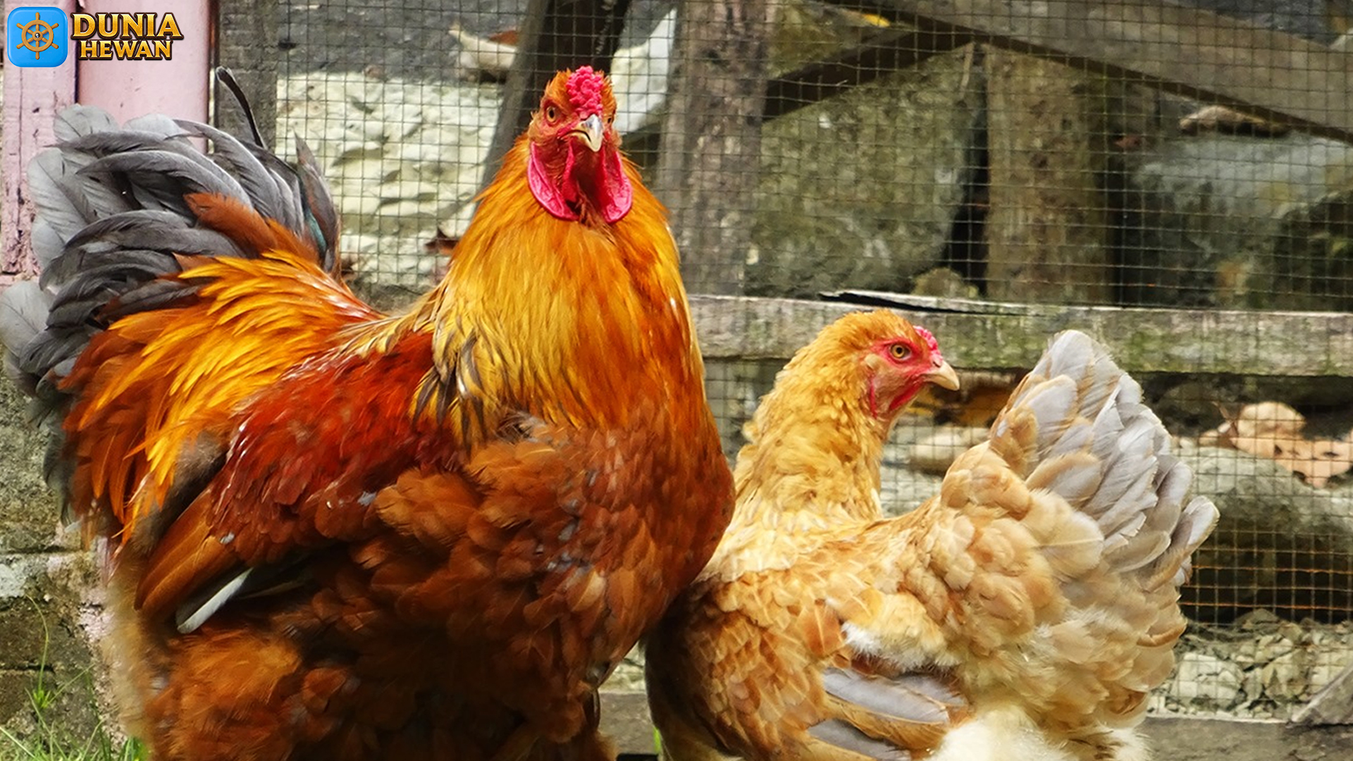 Mengulik Keistimewaan Ayam Brahma, Raksasa Berbulu Berkelas